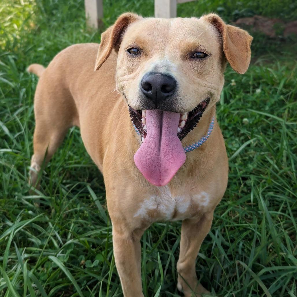 Princess Pink, Adoptable, Adult Female Terrier & Mixed Breed.