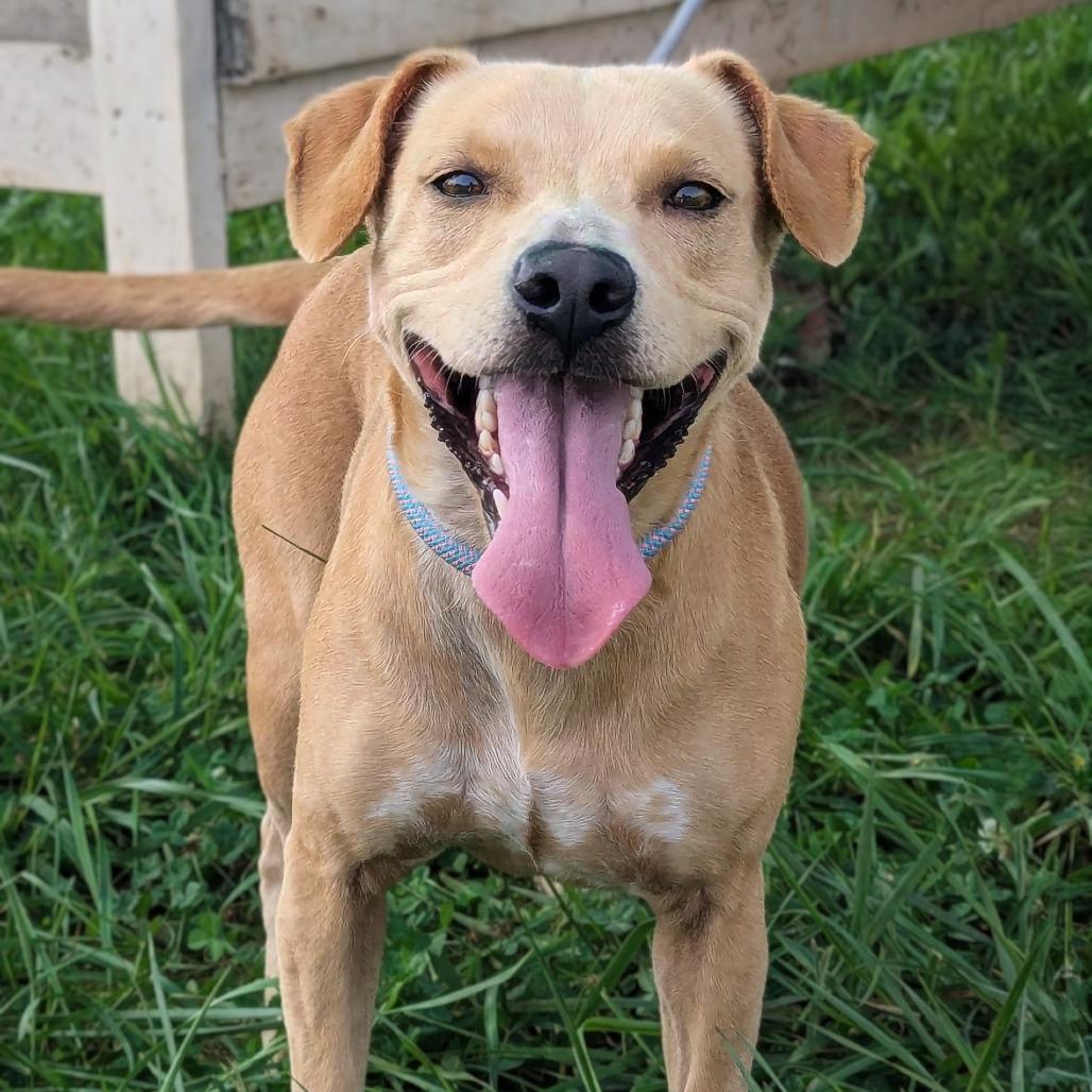 Enlarge Princess Pink, a Adoptable mixed breed in Winchester, TN image 2/4