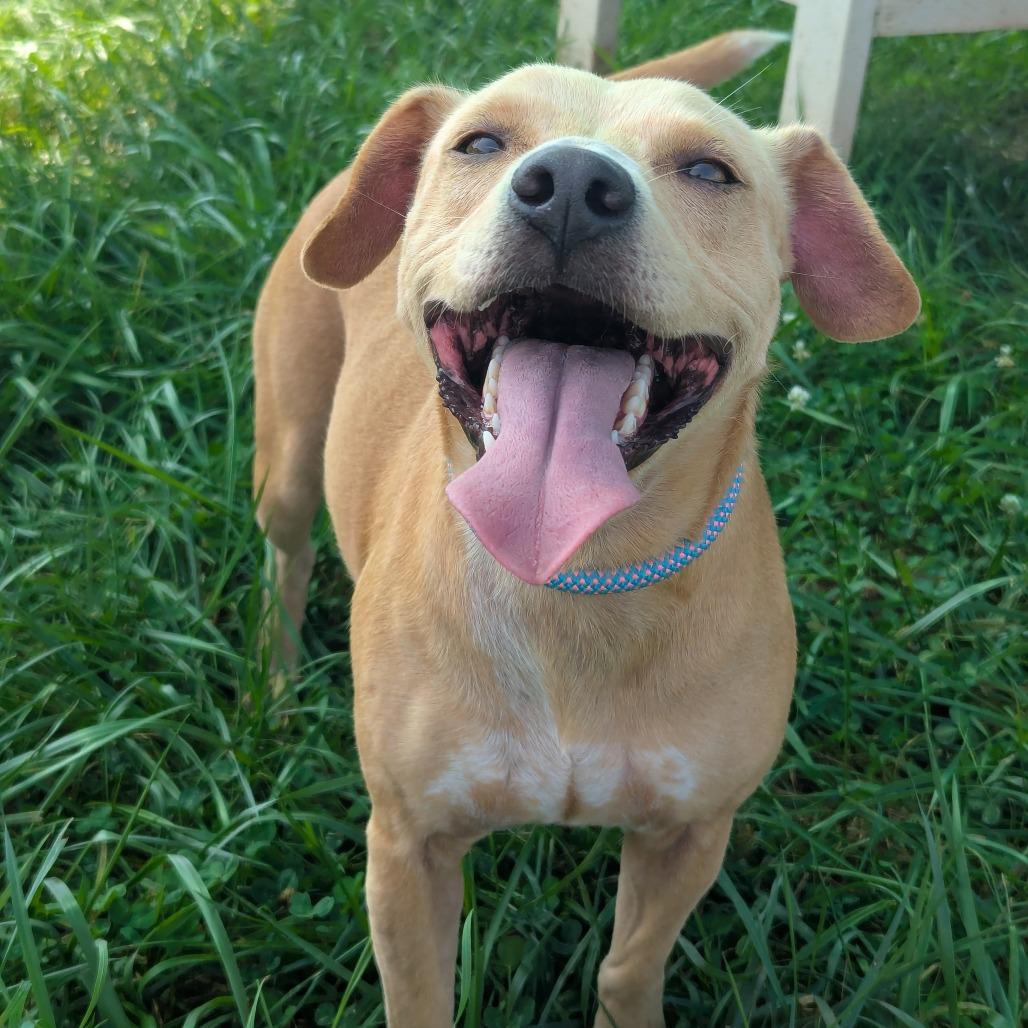 Enlarge Princess Pink, a Adoptable mixed breed in Winchester, TN image 3/4