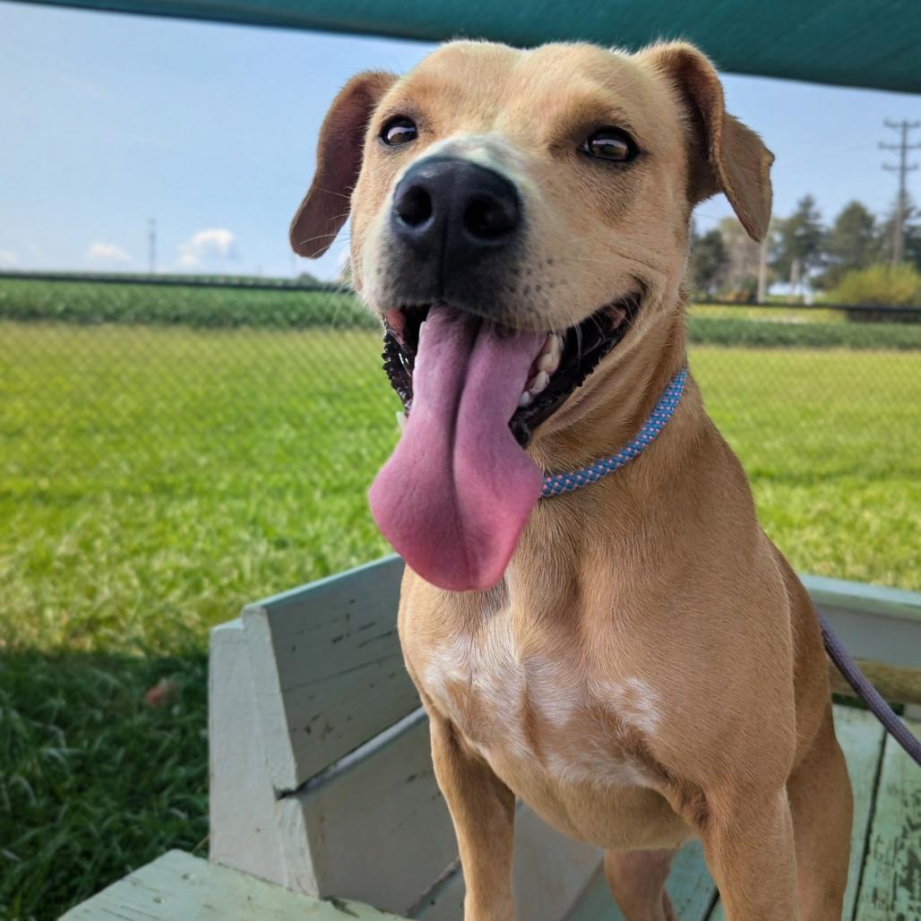 Enlarge Princess Pink, a Adoptable mixed breed in Winchester, TN image 4/4