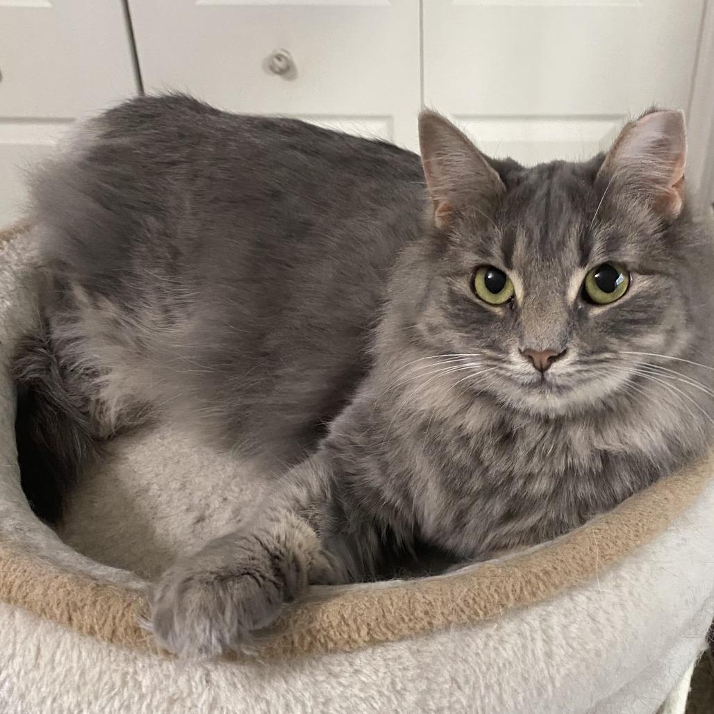 Enlarge Tulip (bonded pair w/Toby), a Adoptable Domestic Medium Hair in Tulsa, OK image 2/6