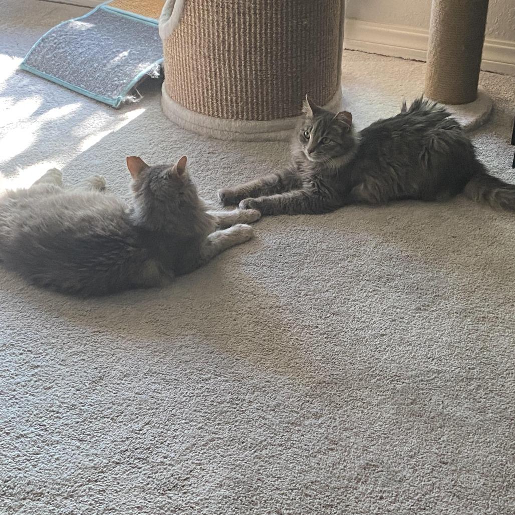 Enlarge Tulip, a Adoptable Domestic Medium Hair in Tulsa, OK image 2/5