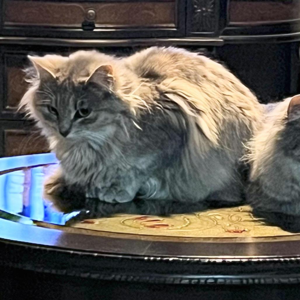 Enlarge Tulip, a Adoptable Domestic Medium Hair in Tulsa, OK image 3/5