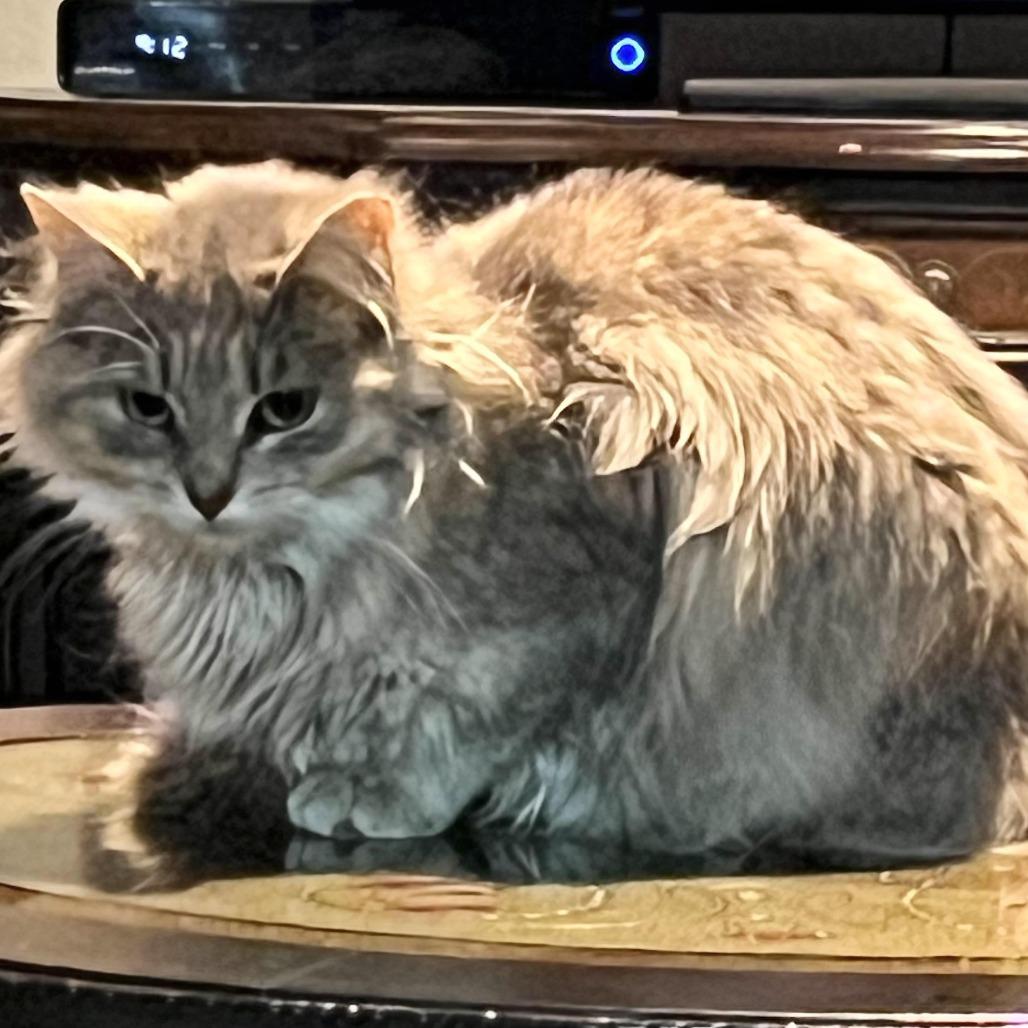 Enlarge Tulip, a Adoptable Domestic Medium Hair in Tulsa, OK image 4/5