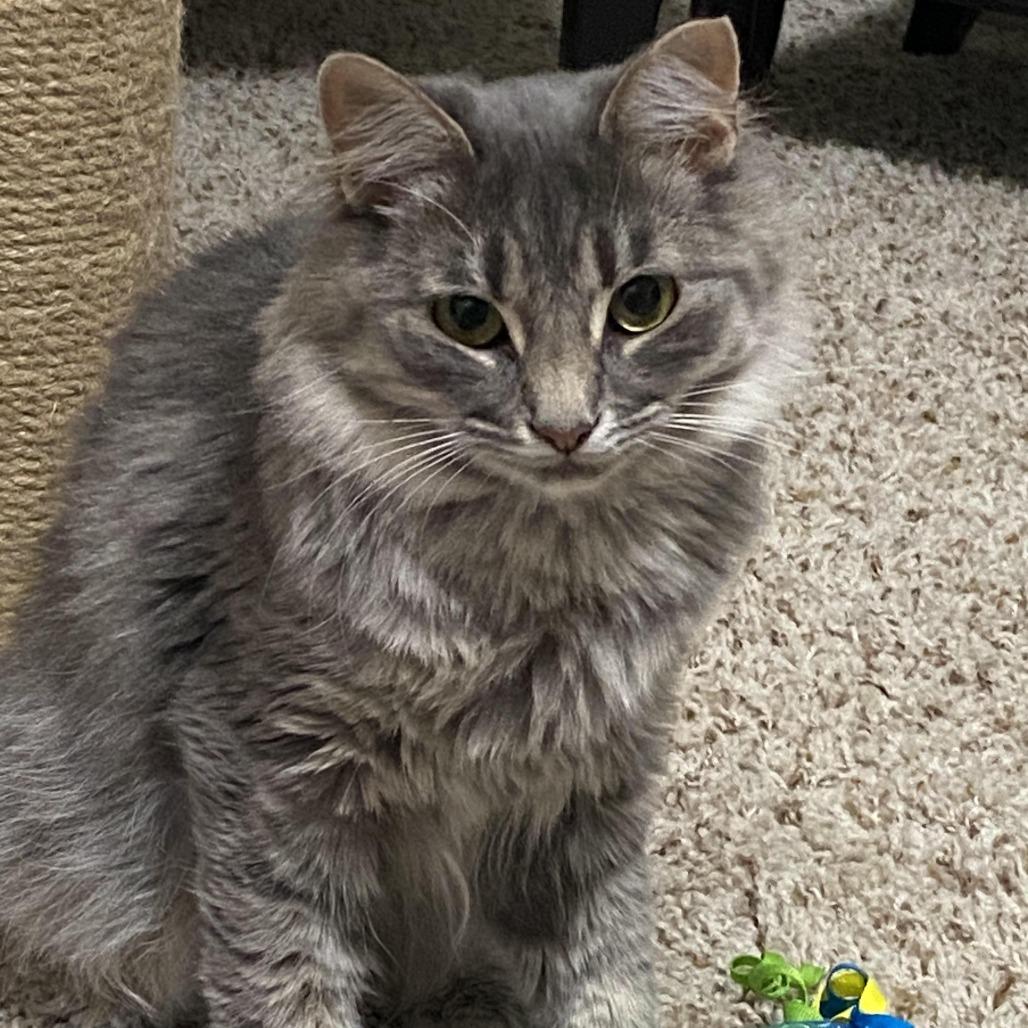 Enlarge Tulip, a Adoptable Domestic Medium Hair in Tulsa, OK image 5/5