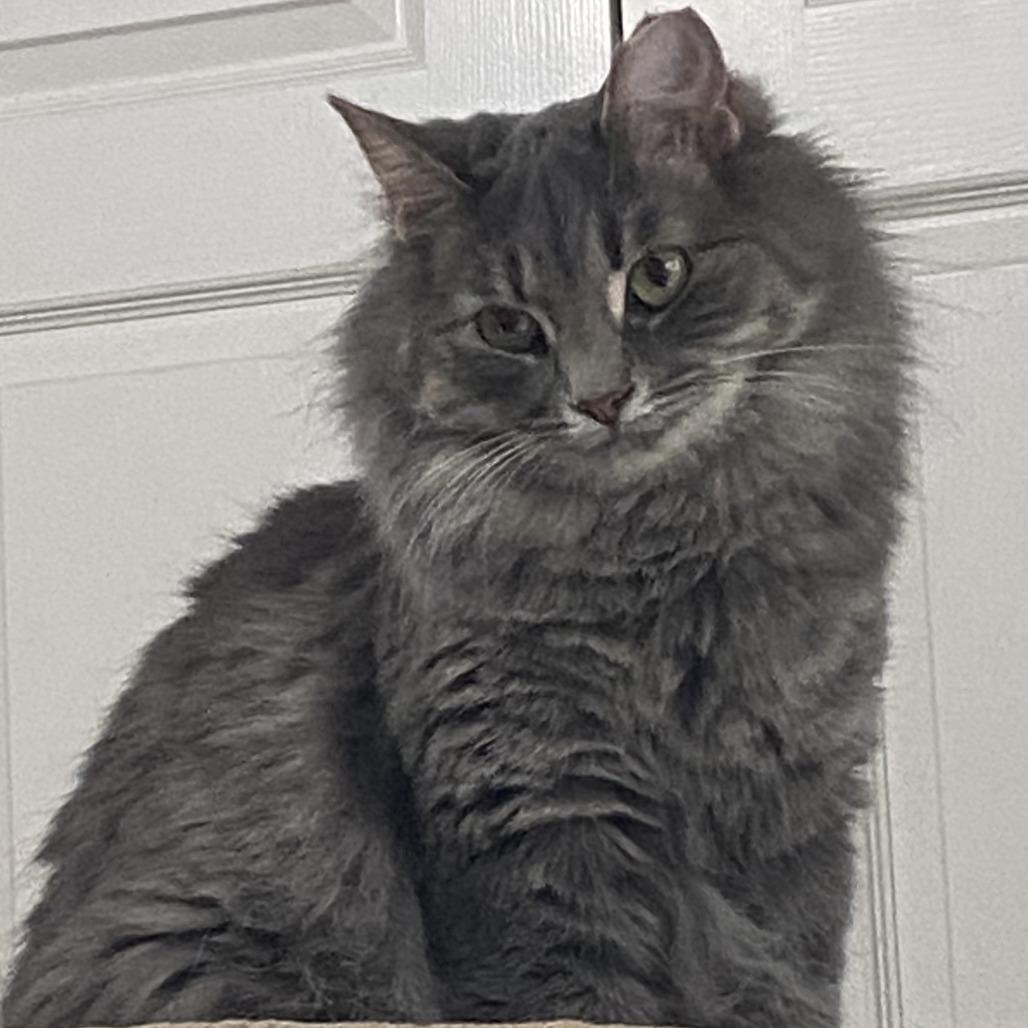 Enlarge Tulip (bonded pair w/Toby), a Adoptable Domestic Medium Hair in Tulsa, OK image 3/6