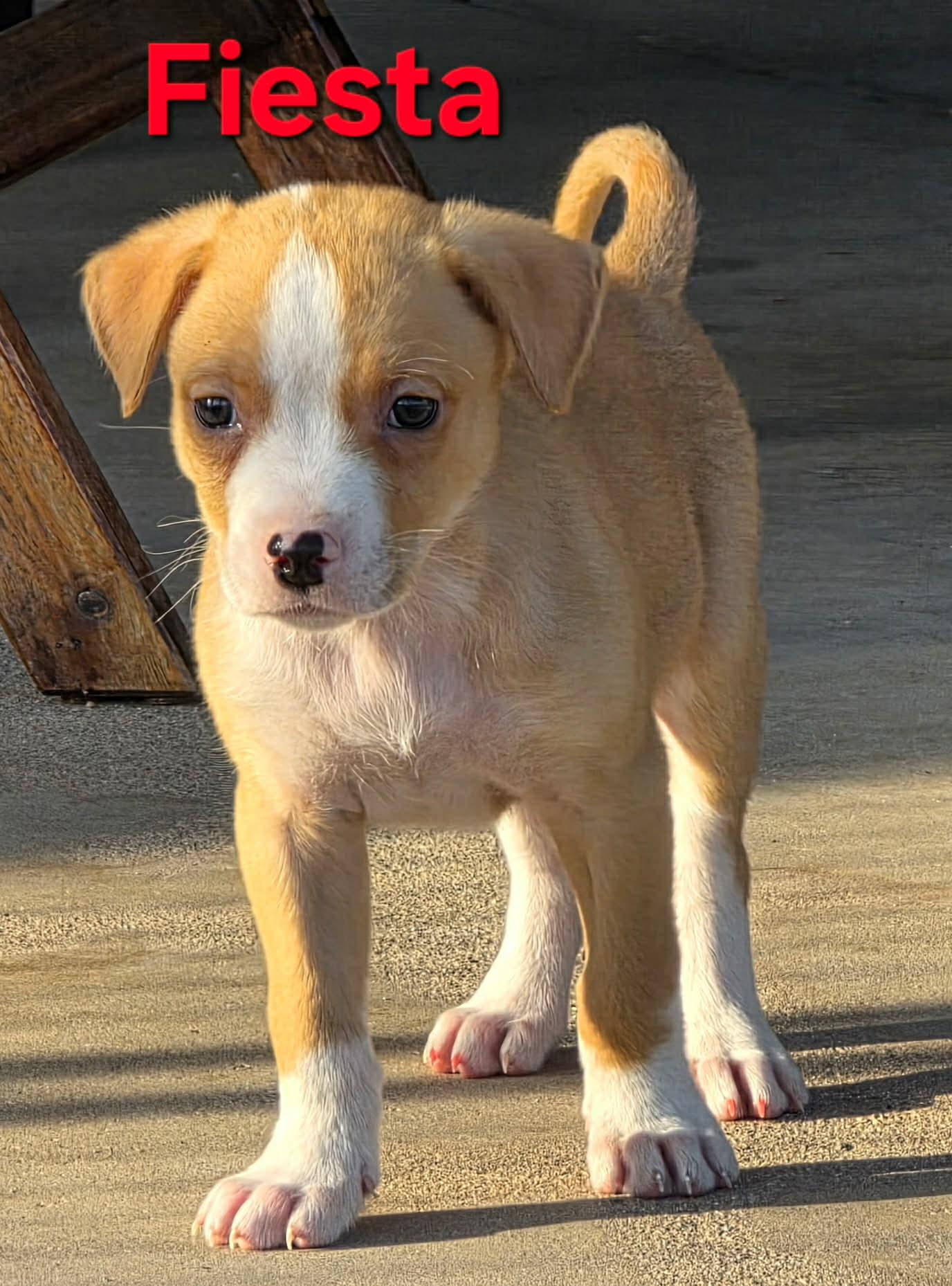 Enlarge Fiesta, a Adoptable mixed breed in Mesa, AZ image 3/5