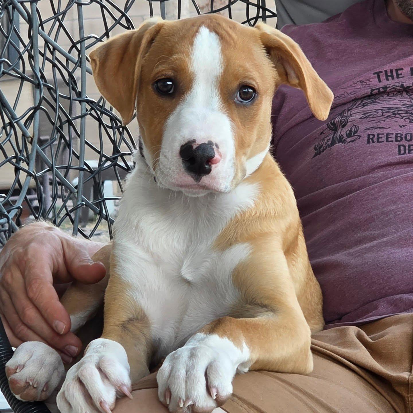 Enlarge Fiesta, a Adoptable mixed breed in Mesa, AZ image 1/5