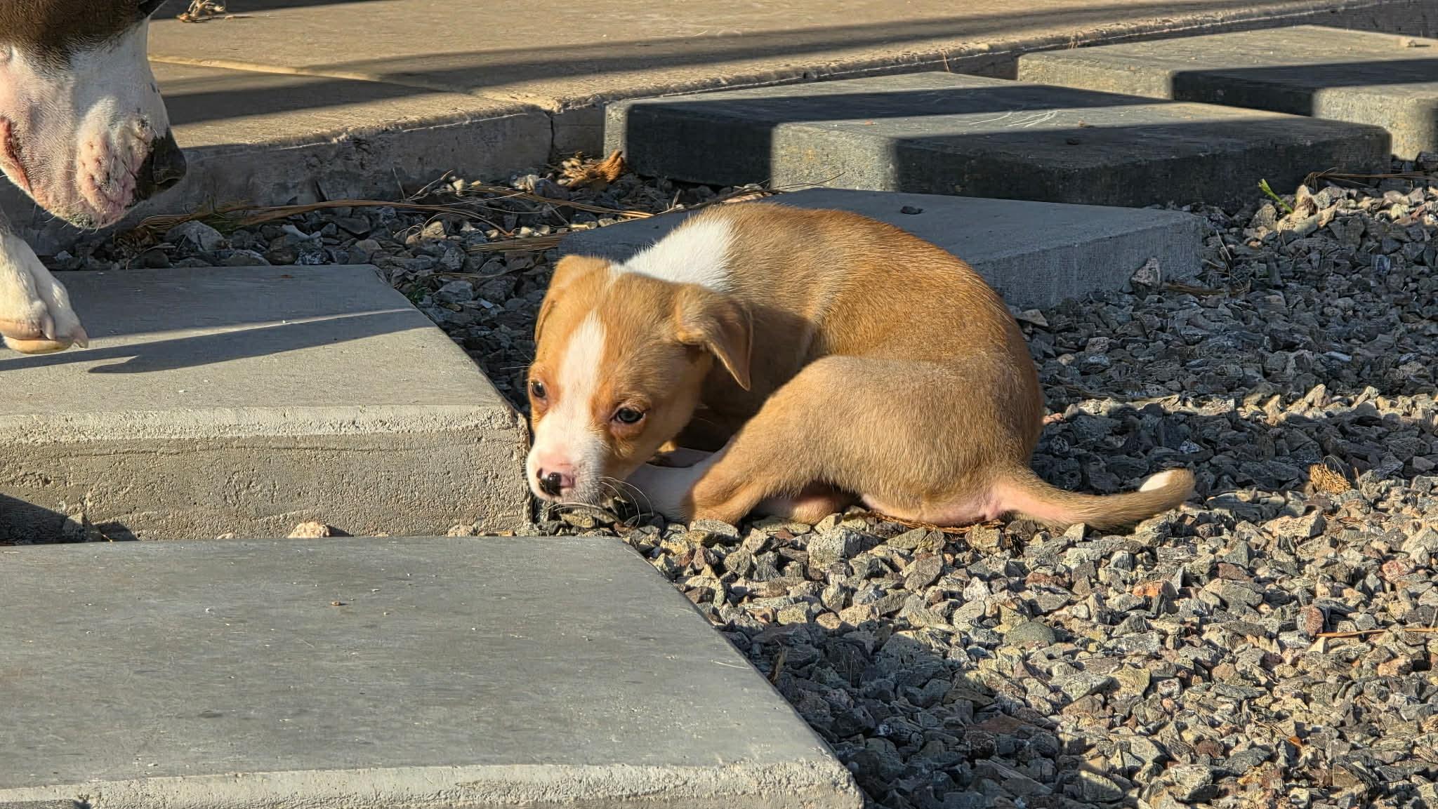 Enlarge Fiesta, a Adoptable mixed breed in Mesa, AZ image 4/5