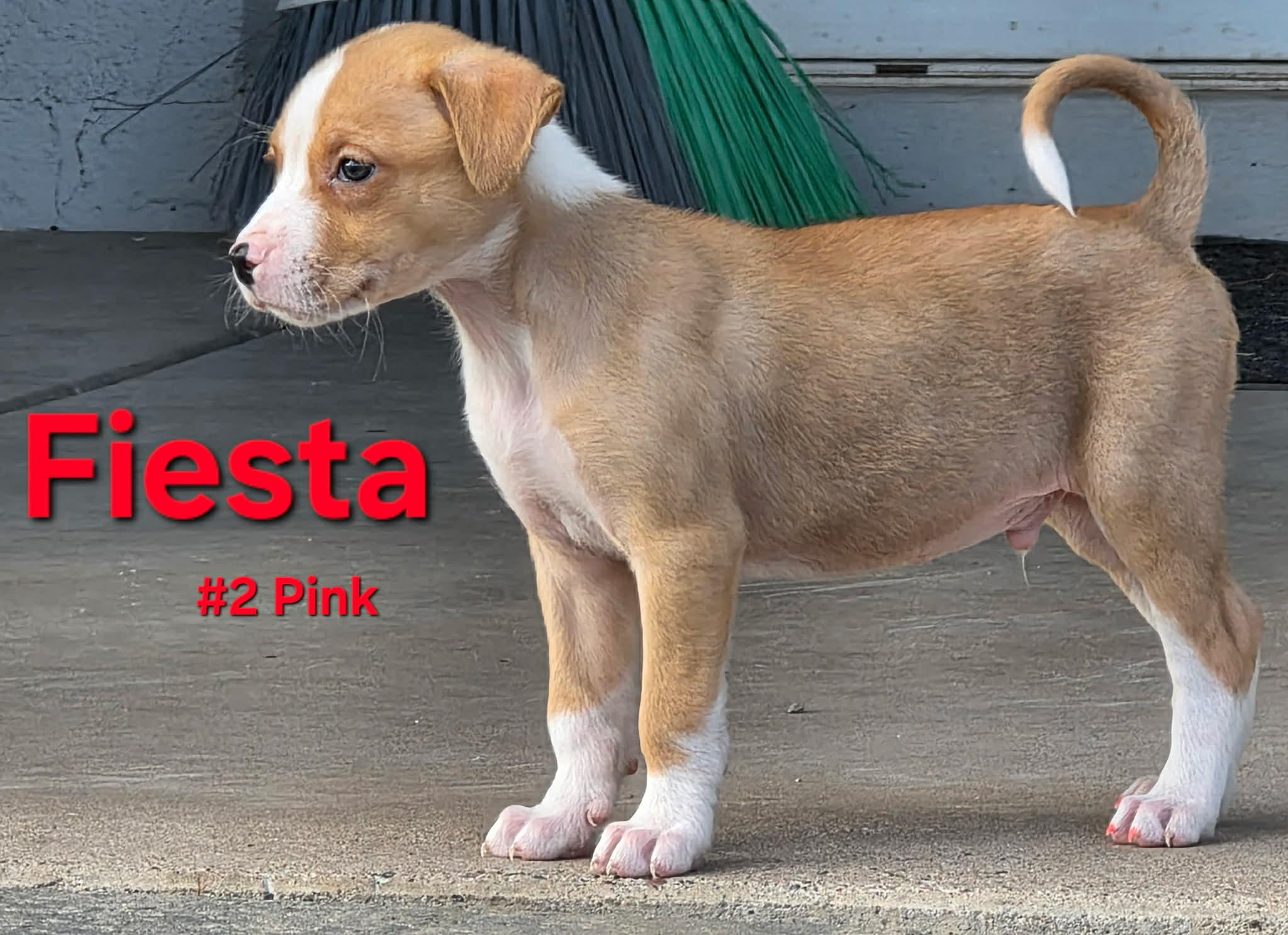 Enlarge Fiesta, a Adoptable mixed breed in Mesa, AZ image 5/5