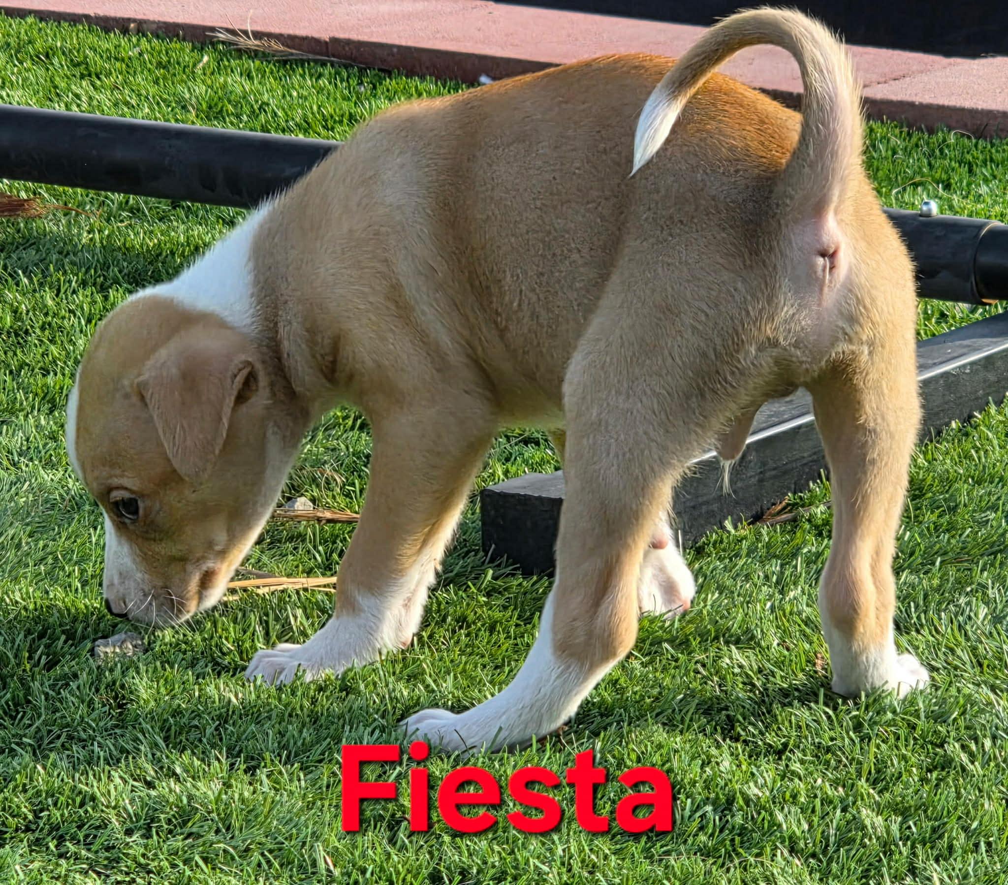 Fiesta thumbnail 4