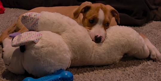 Enlarge Fiesta, a Adoptable mixed breed in Mesa, AZ image 2/5