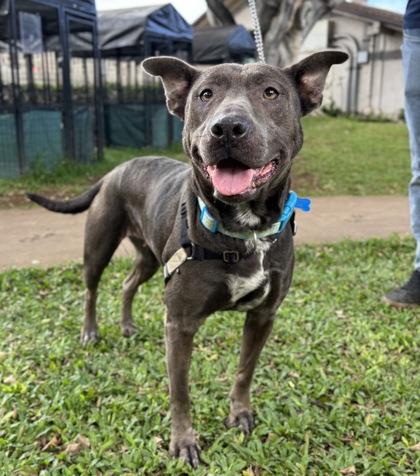 Karina, a Adoptable mixed breed in Honolulu, HI image 1/3