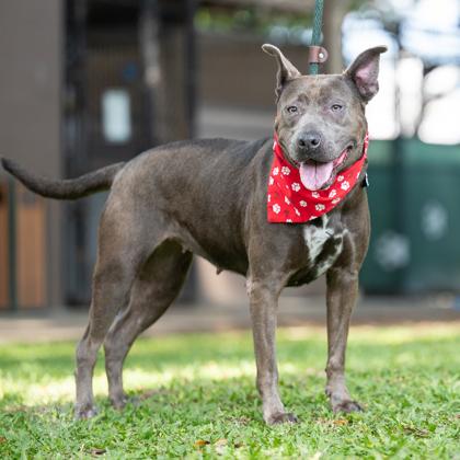 Karina, a Adoptable mixed breed in Honolulu, HI image 2/3