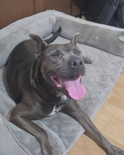 Karina, a Adoptable mixed breed in Honolulu, HI image 3/3