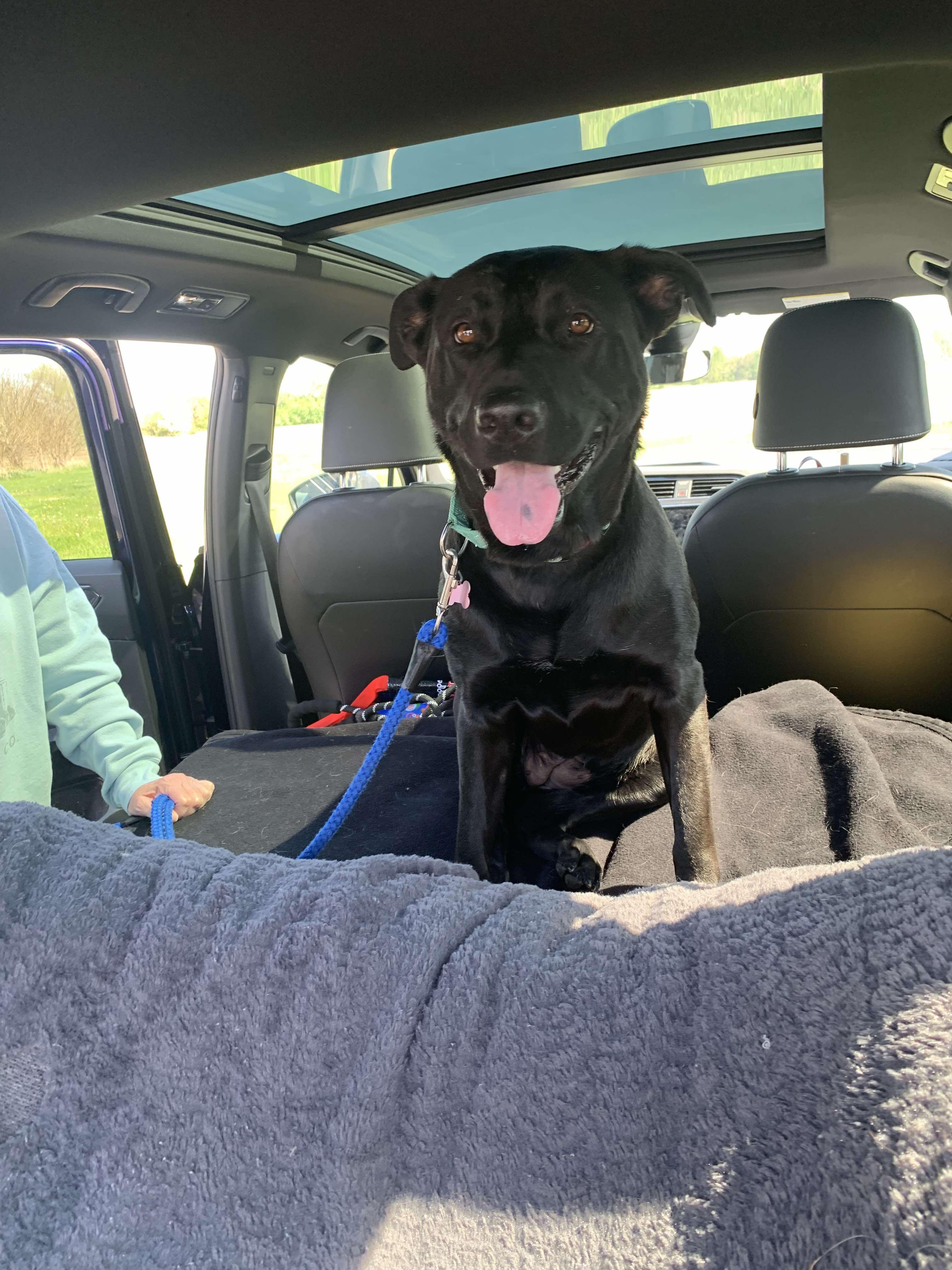 Enlarge Analia, a Adoptable mixed breed in Byron Center, MI image 5/6