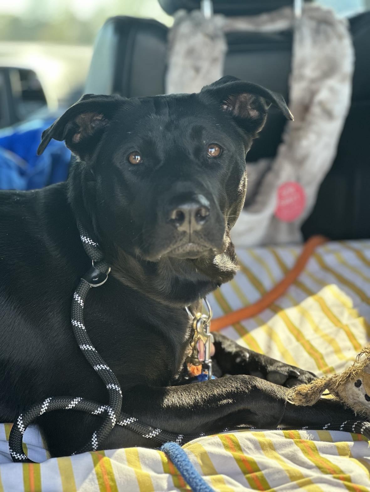 Enlarge Analia, a Adoptable mixed breed in Byron Center, MI image 3/6