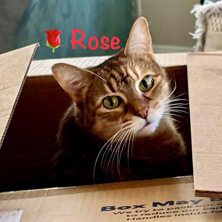 Enlarge Rose, a Adoptable Domestic Short Hair in Reston, VA image 2/3