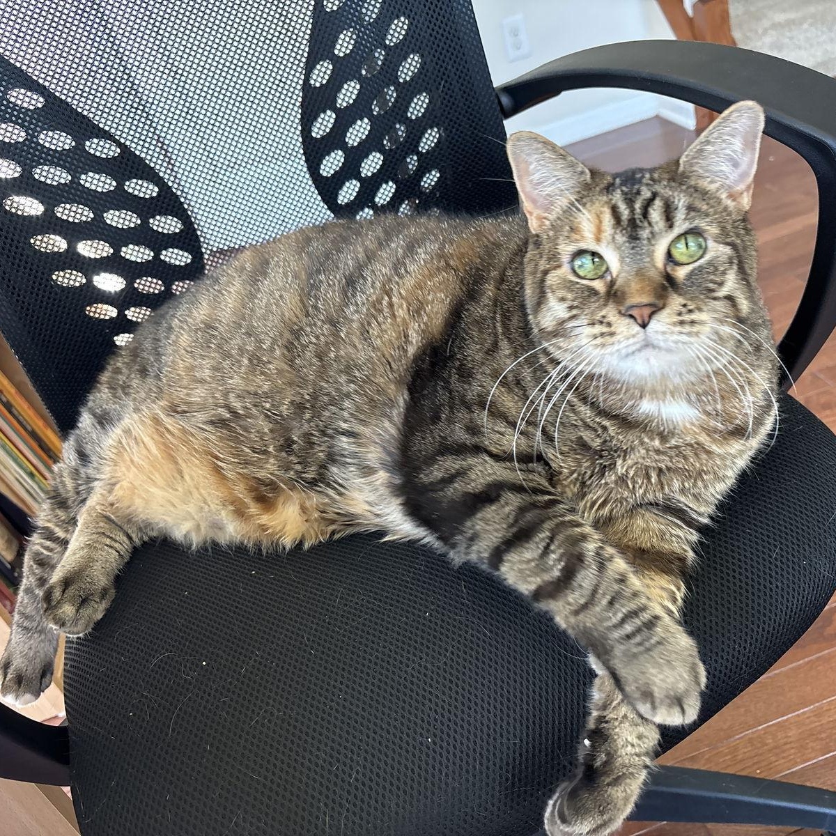 Enlarge Rose, a Adoptable Domestic Short Hair in Reston, VA image 3/3