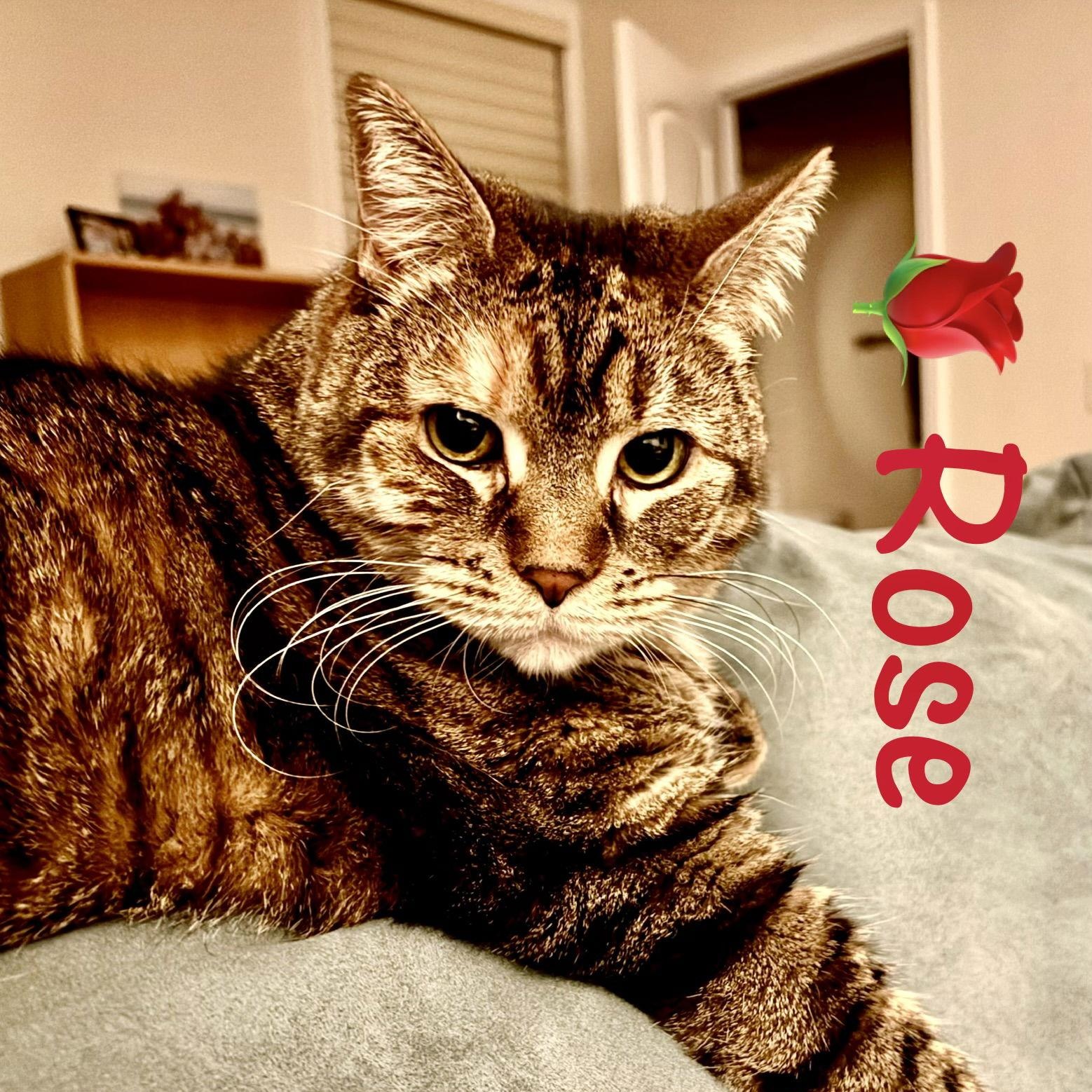 Rose, Adoptable, Adult Female Domestic Short Hair.