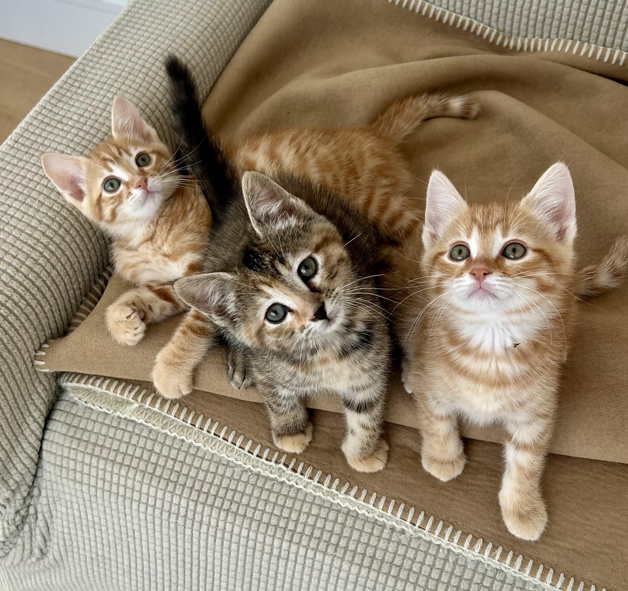 Enlarge Coley/Skye, an adopted Domestic Short Hair in Darien, CT image 3/4