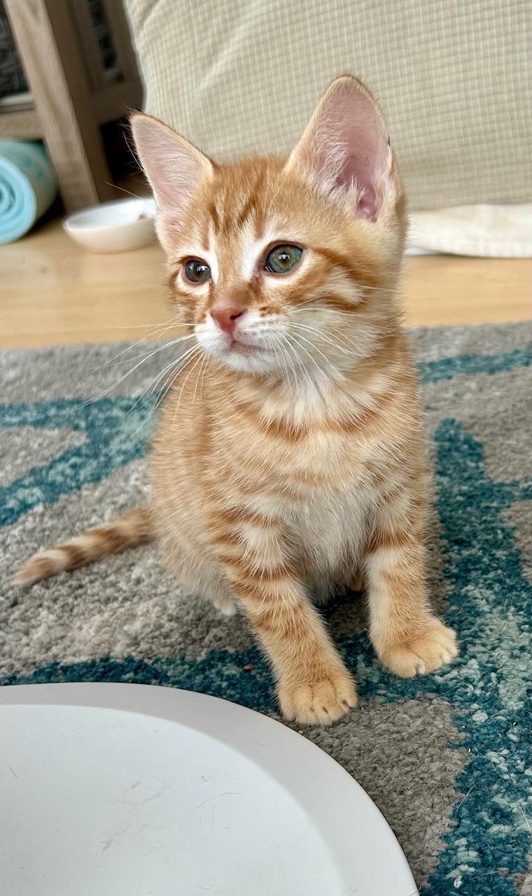 Enlarge Coley/Skye, an adopted Domestic Short Hair in Darien, CT image 2/4