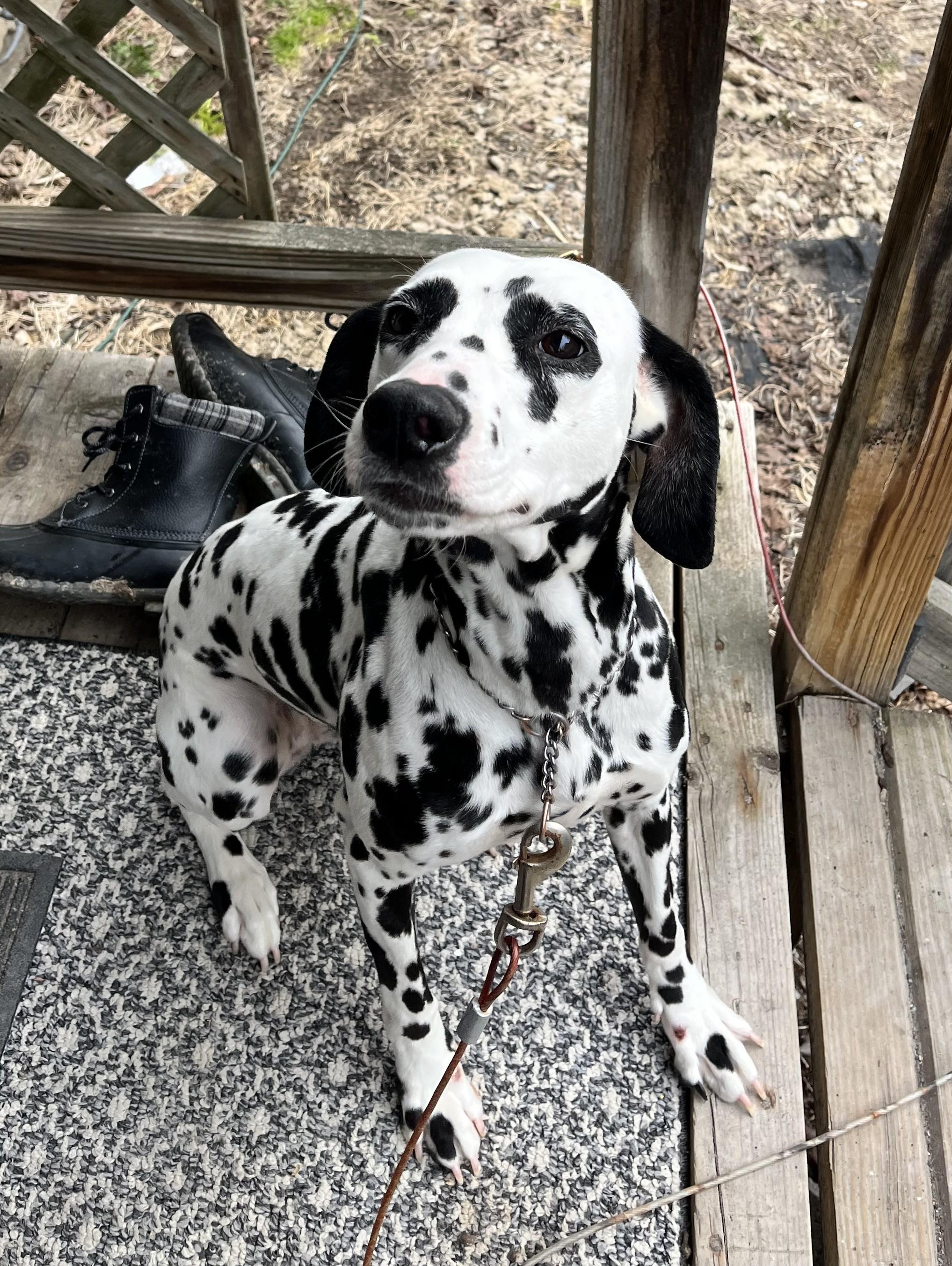 Molly-Earlville, NY, adopted, Young Female Dalmatian.