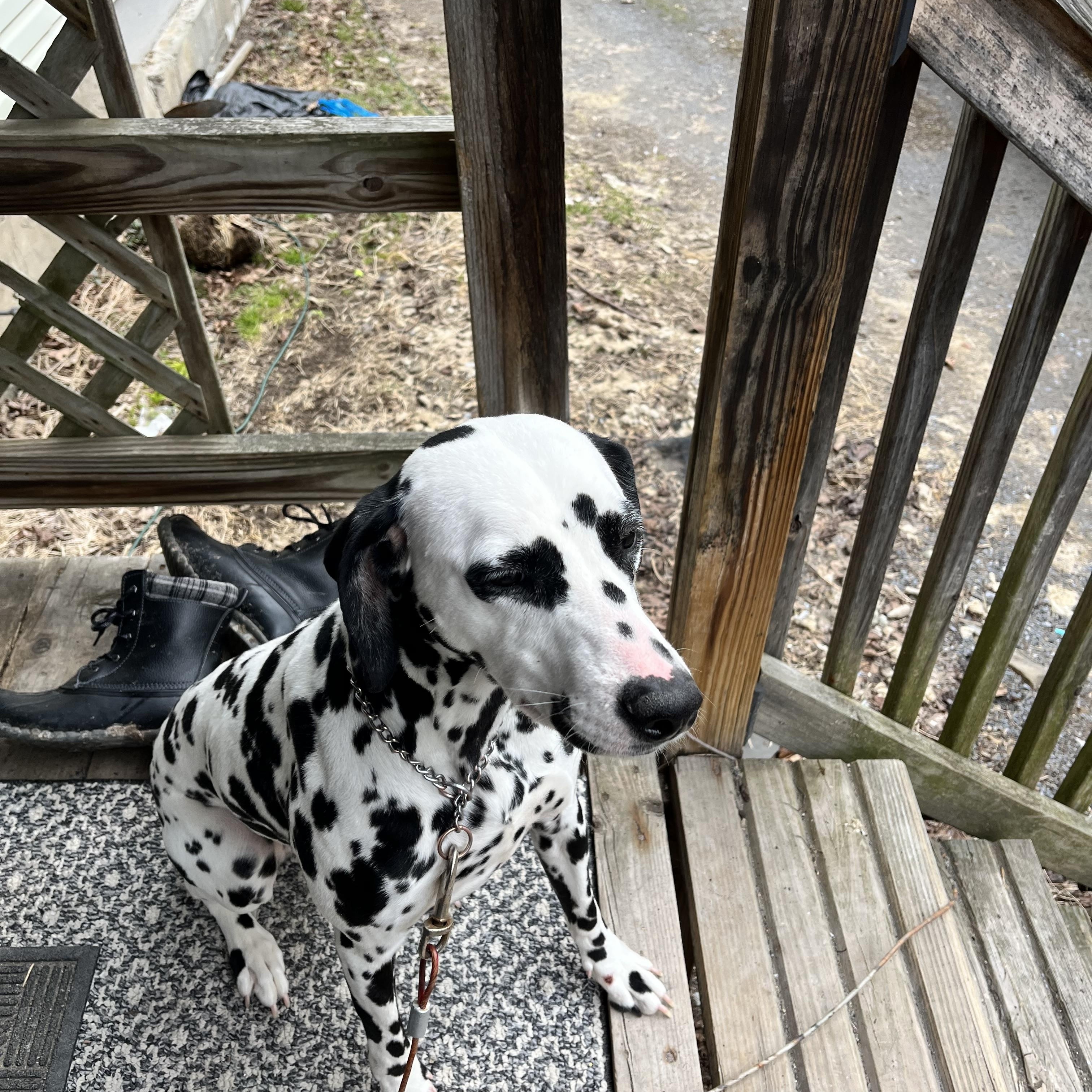 Enlarge Molly-Earlville, NY, an adopted Dalmatian in Fairmont, WV image 3/4