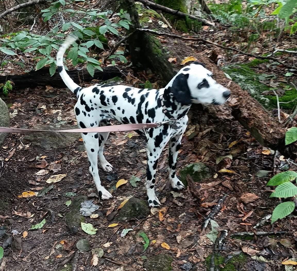 Enlarge Molly-Earlville, NY, an adopted Dalmatian in Fairmont, WV image 4/4