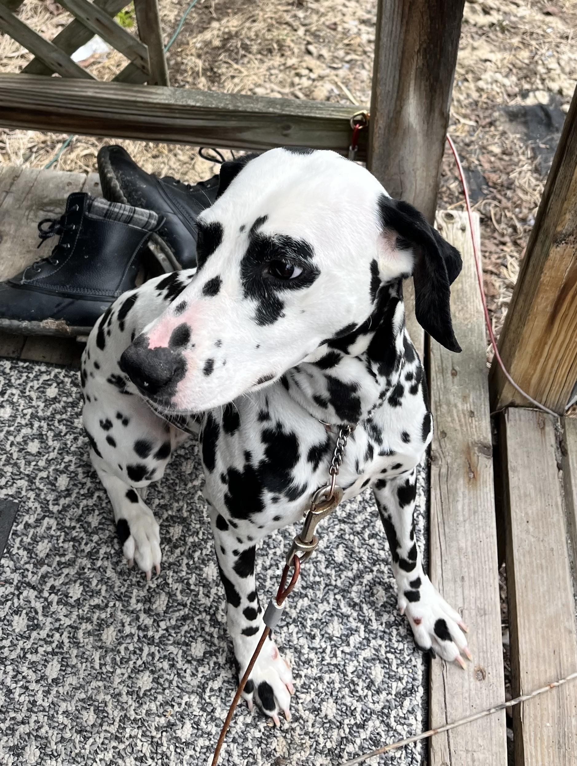 Enlarge Molly-Earlville, NY, an adopted Dalmatian in Fairmont, WV image 2/4