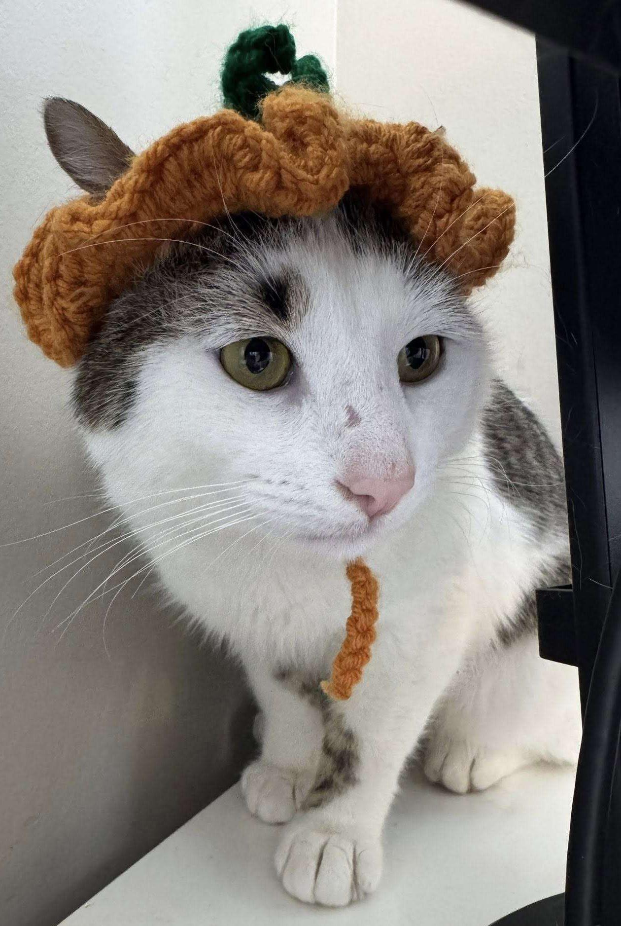 Mole (to be adopted with Ginny), ADOPTABLE, Young Male Domestic Short Hair.