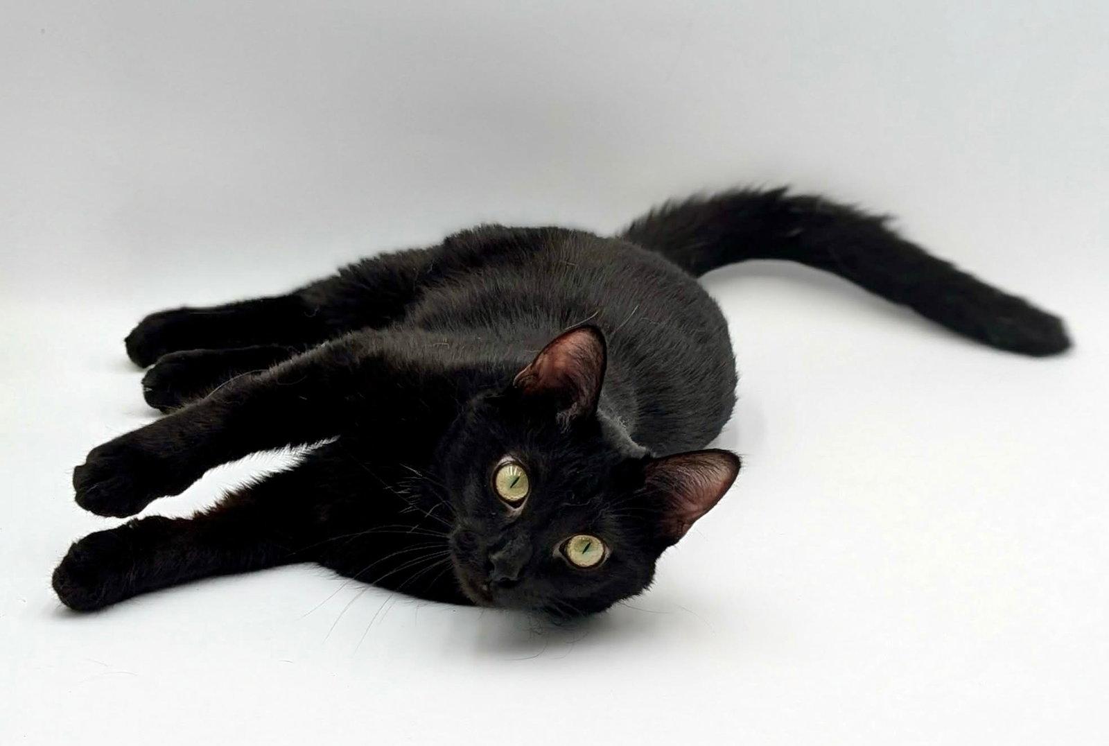 Roku, Adoptable, Adult Female Domestic Short Hair.