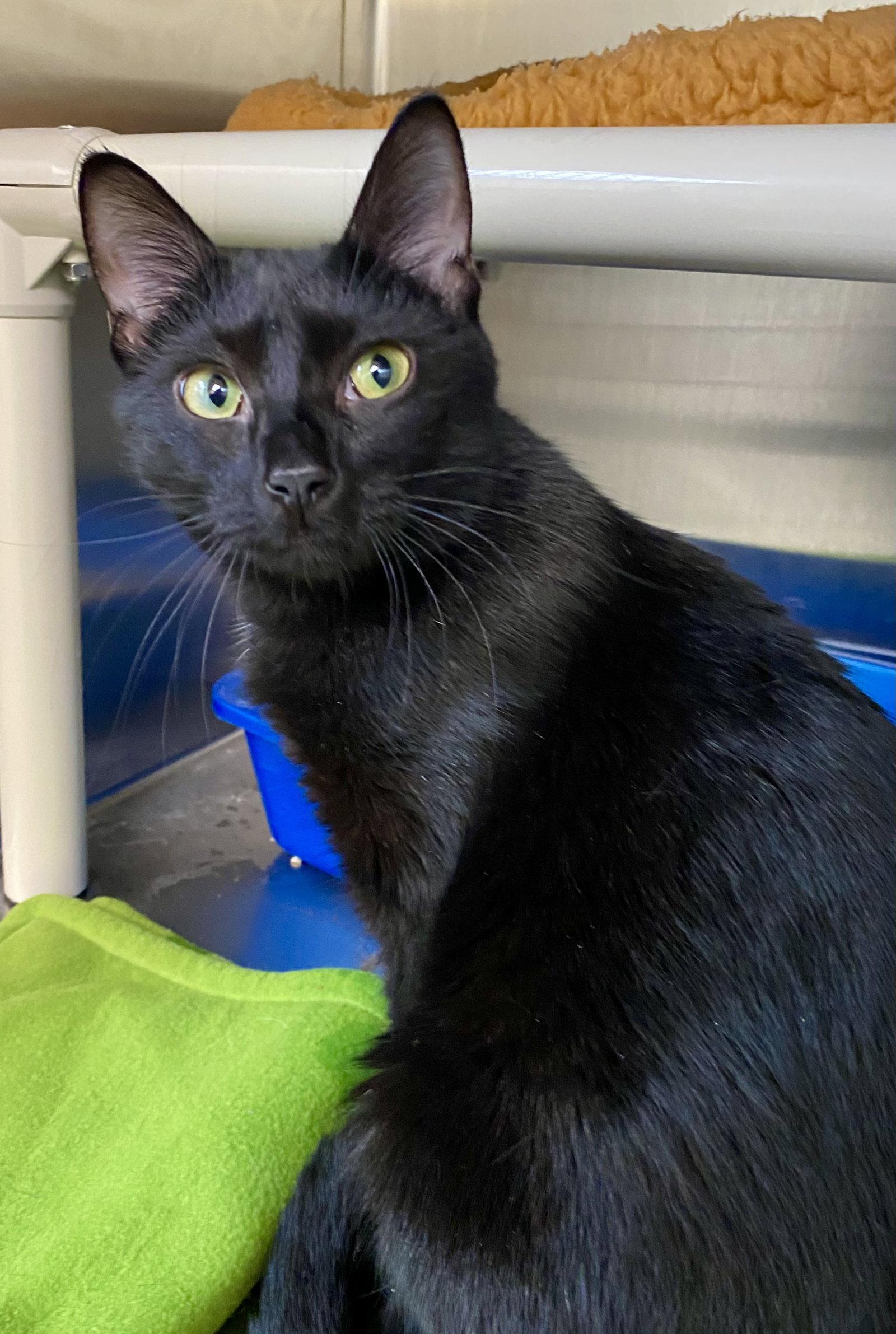 Enlarge Roku, a Adoptable Domestic Short Hair in Fargo, ND image 2/2
