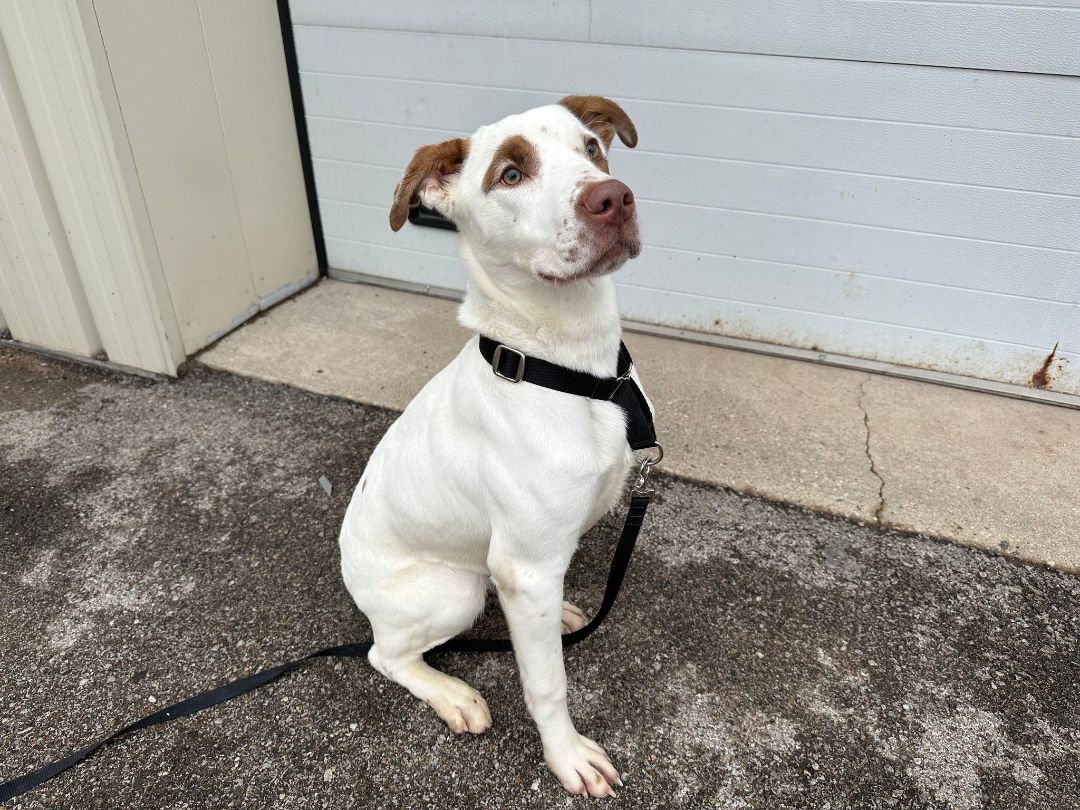 Eugene, an adoptable Mixed Breed in Tremont, IL, 61568 | Photo Image 1