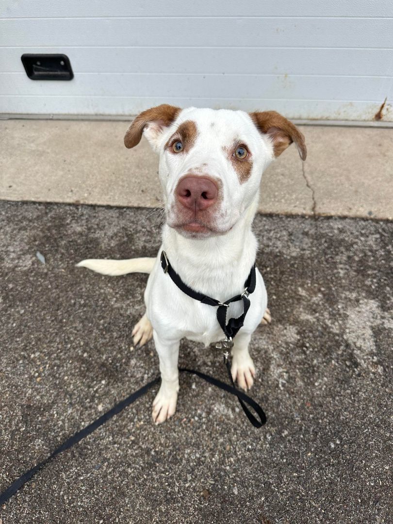 Eugene, an adoptable Mixed Breed in Tremont, IL, 61568 | Photo Image 2