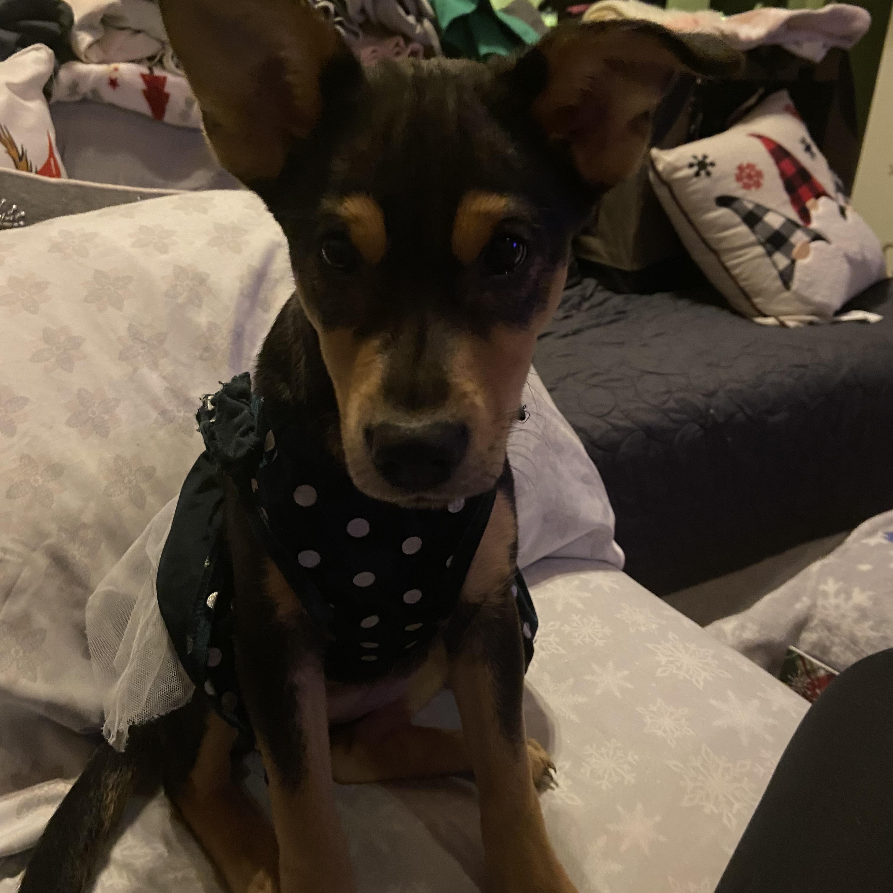 Gia, Adoptable, Puppy Female Miniature Pinscher.