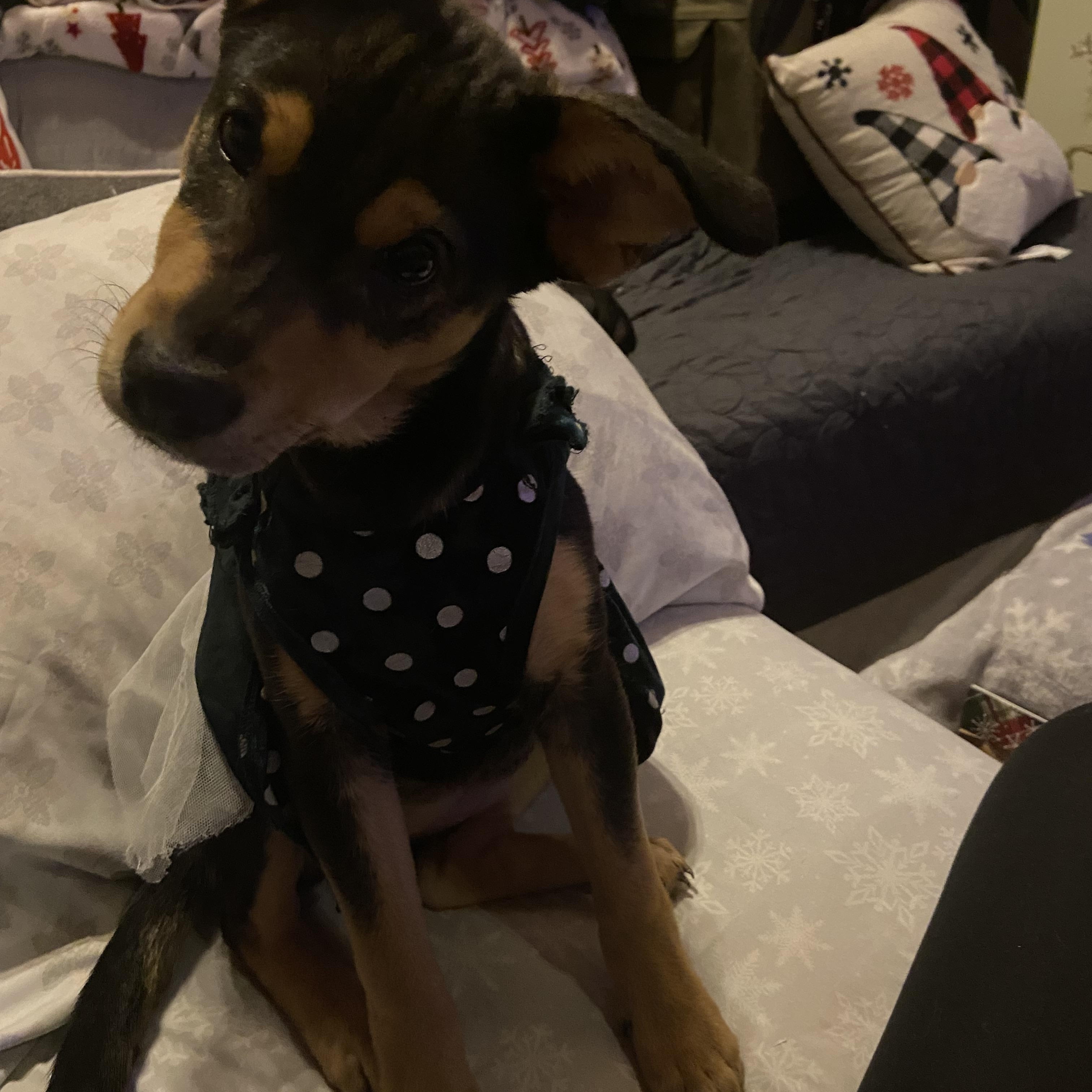 Enlarge Gia, an adopted mixed breed in Sycamore, IL image 2/4