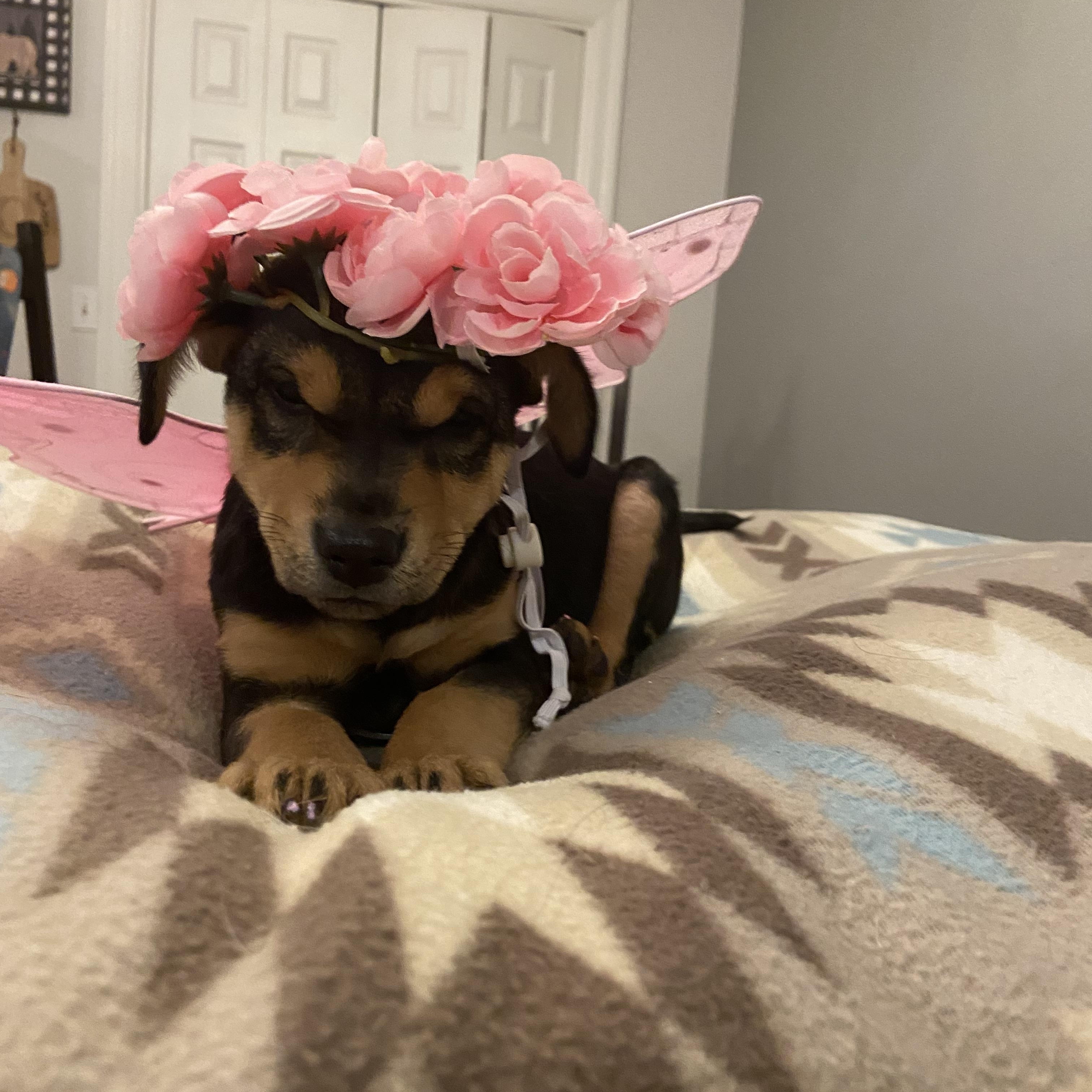 Enlarge Gia, an adopted mixed breed in Sycamore, IL image 3/4