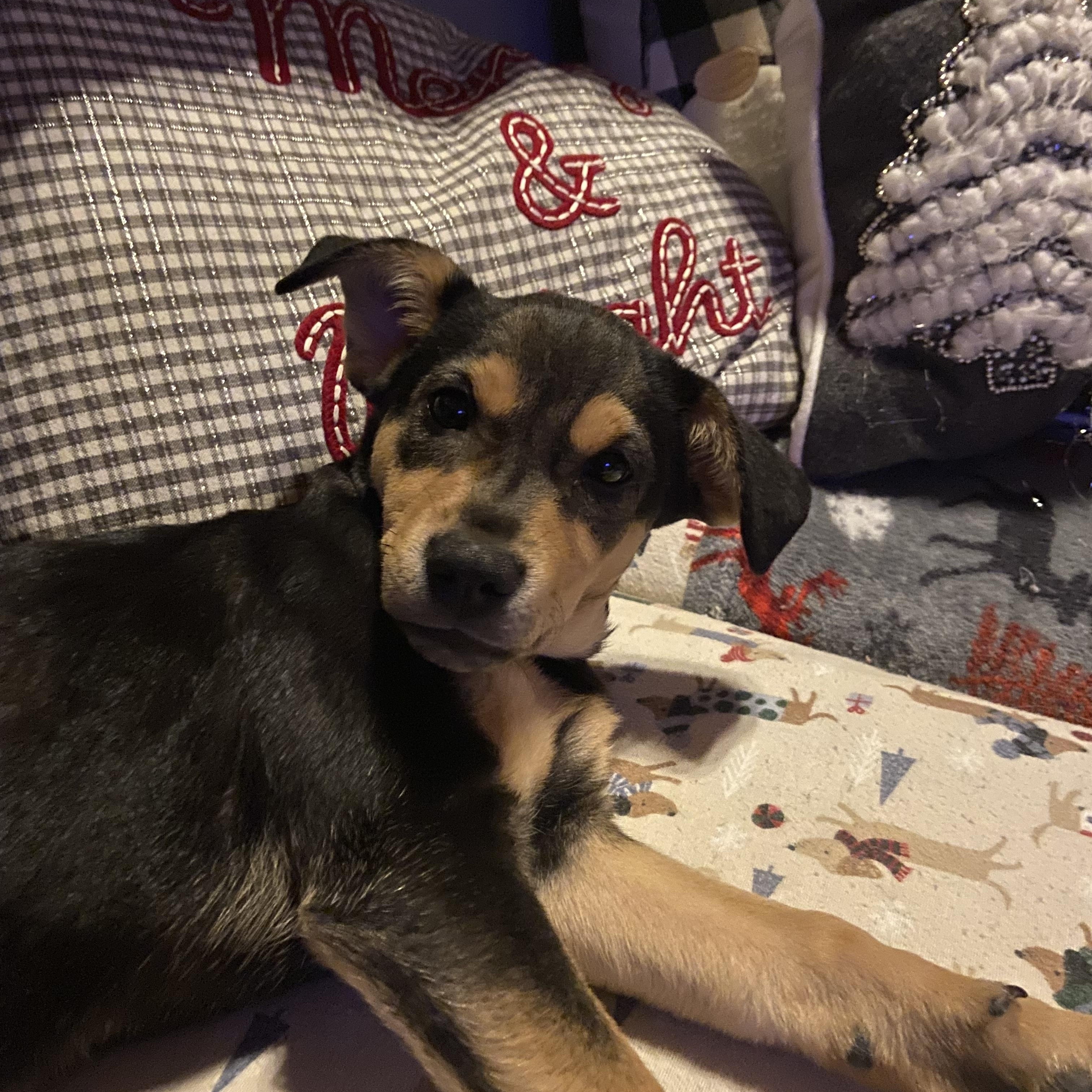 Enlarge Gia, an adopted mixed breed in Sycamore, IL image 4/4