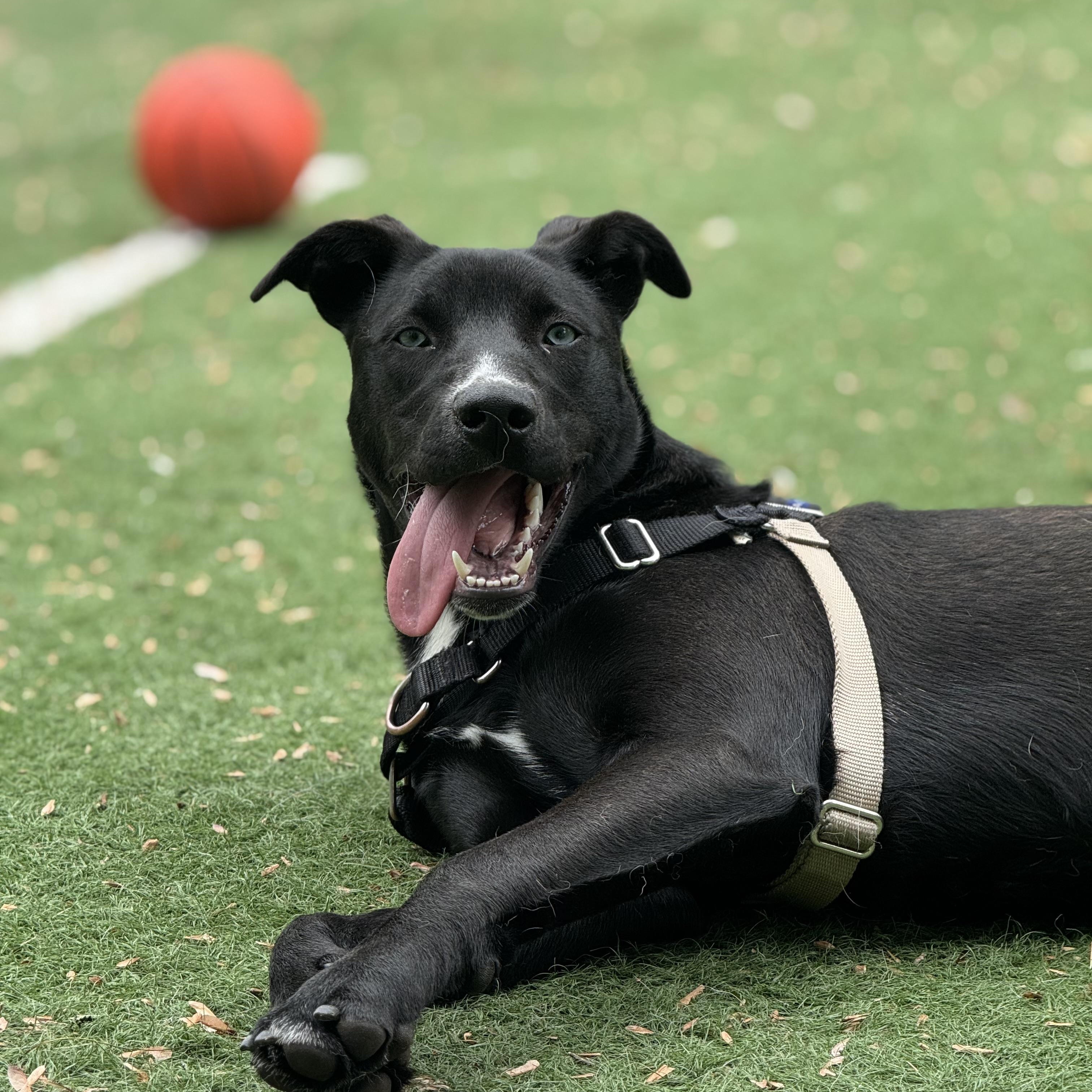 Pizzelle, Adoptable, Puppy Female Mixed Breed.