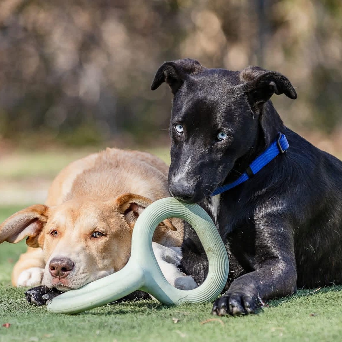 Pizzelle, a Adoptable mixed breed in Ocean View, NJ image 2/6