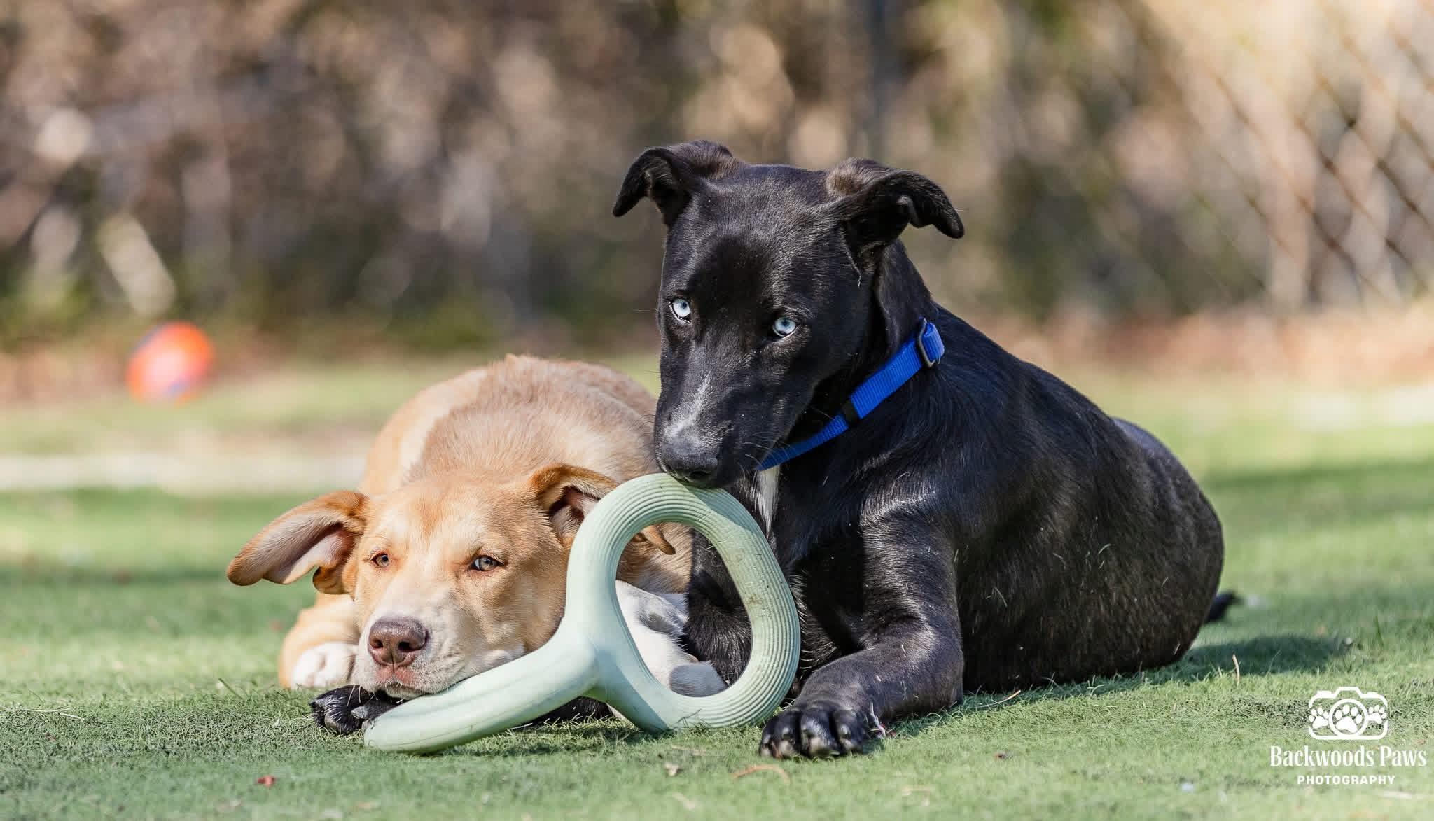 Enlarge Pizzelle, a Adoptable mixed breed in Ocean View, NJ image 4/6
