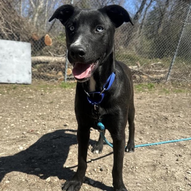 Pizzelle, a Adoptable mixed breed in Ocean View, NJ image 5/6