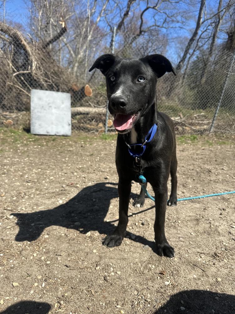 Enlarge Pizzelle, a Adoptable mixed breed in Ocean View, NJ image 5/6