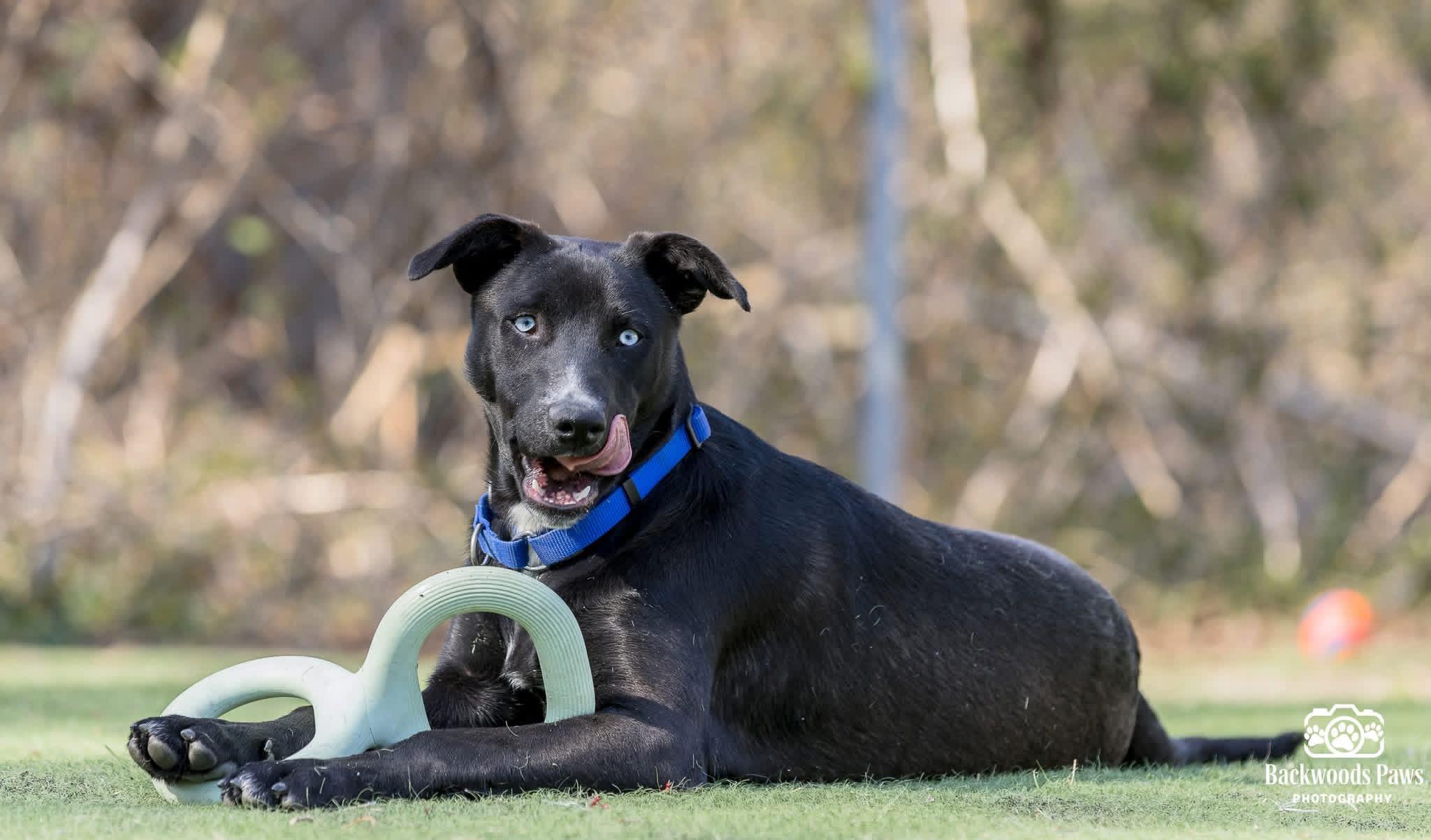 Enlarge Pizzelle, a Adoptable mixed breed in Ocean View, NJ image 3/6