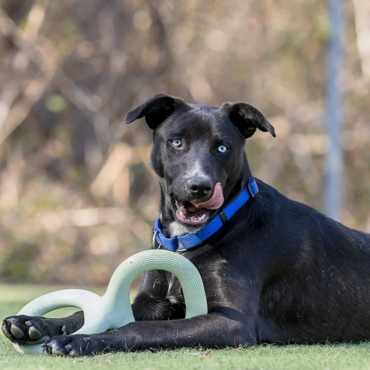 Pizzelle, a Adoptable mixed breed in Ocean View, NJ image 4/6