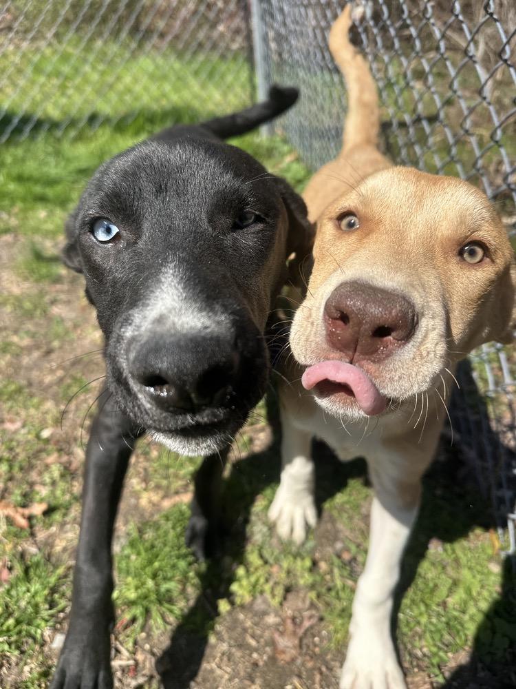 Enlarge Pizzelle, a Adoptable mixed breed in Ocean View, NJ image 6/6