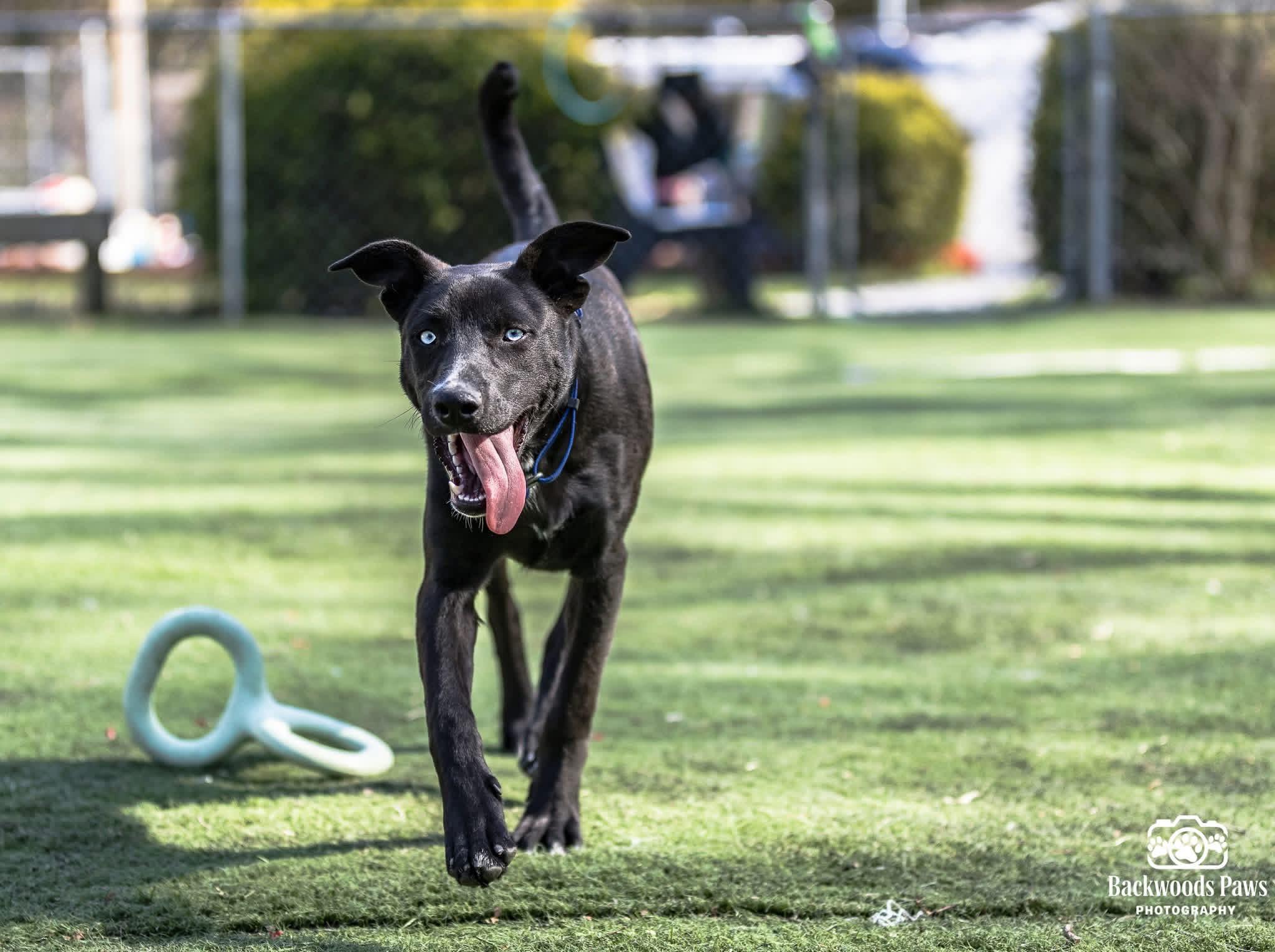 Pizzelle, Adoptable, Puppy Female Mixed Breed.