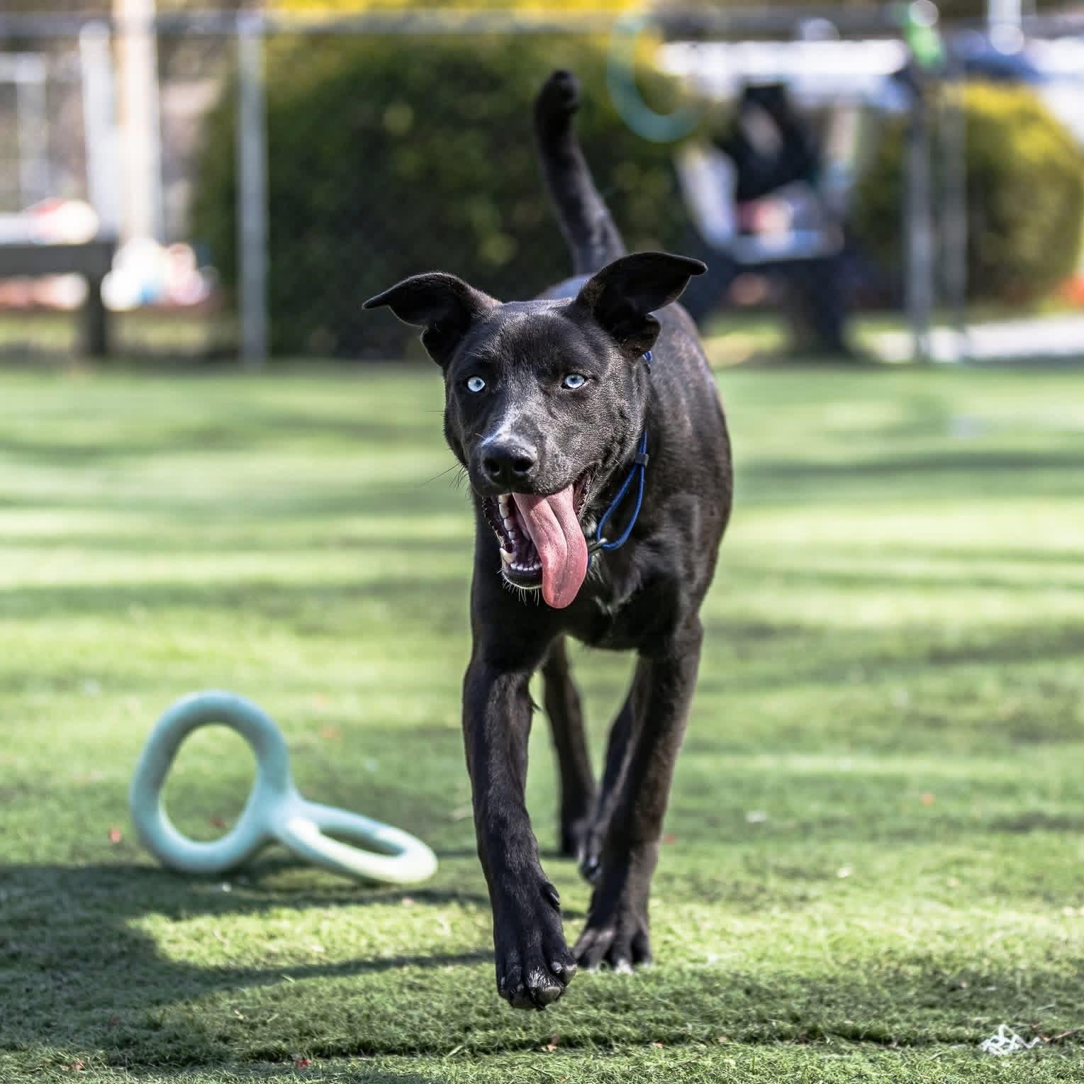Pizzelle, a Adoptable mixed breed in Ocean View, NJ image 3/6