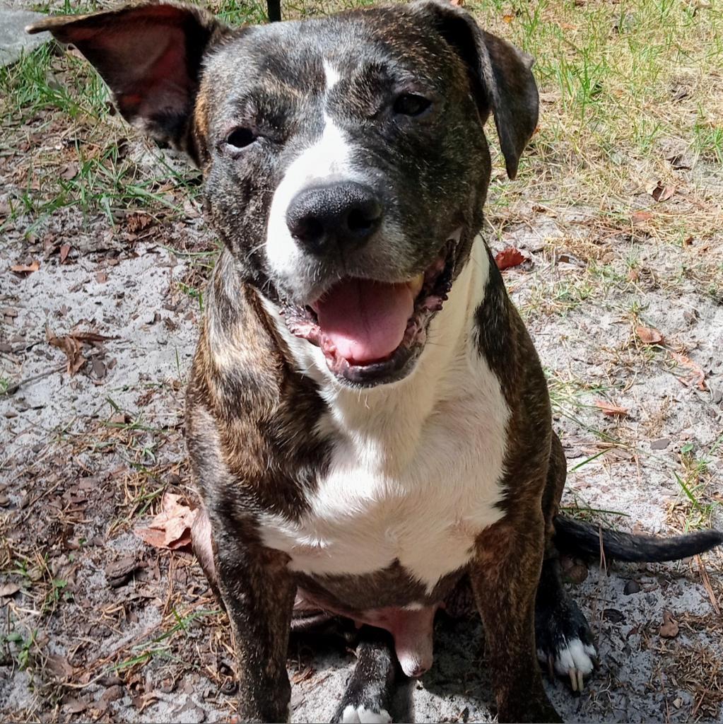 Bolo, Adoptable, Senior Male Mixed Breed.